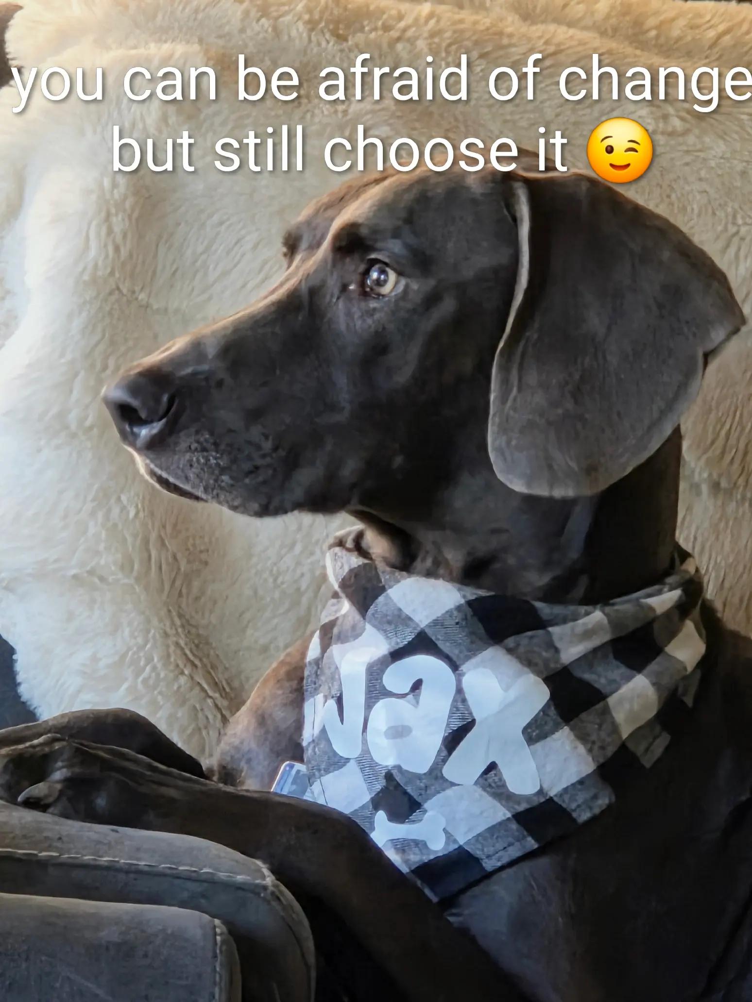 @sandyandjax437