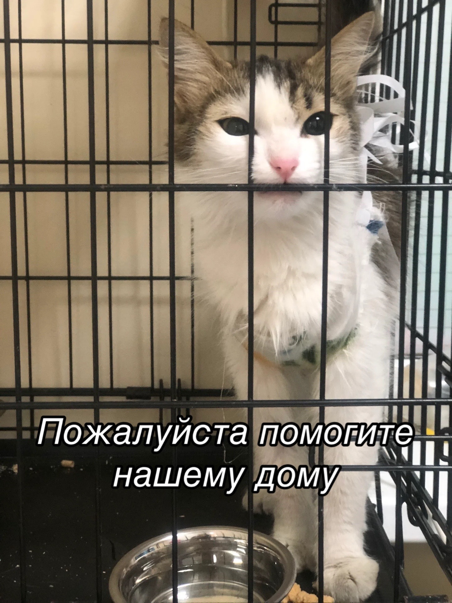@Приют Потеряшка