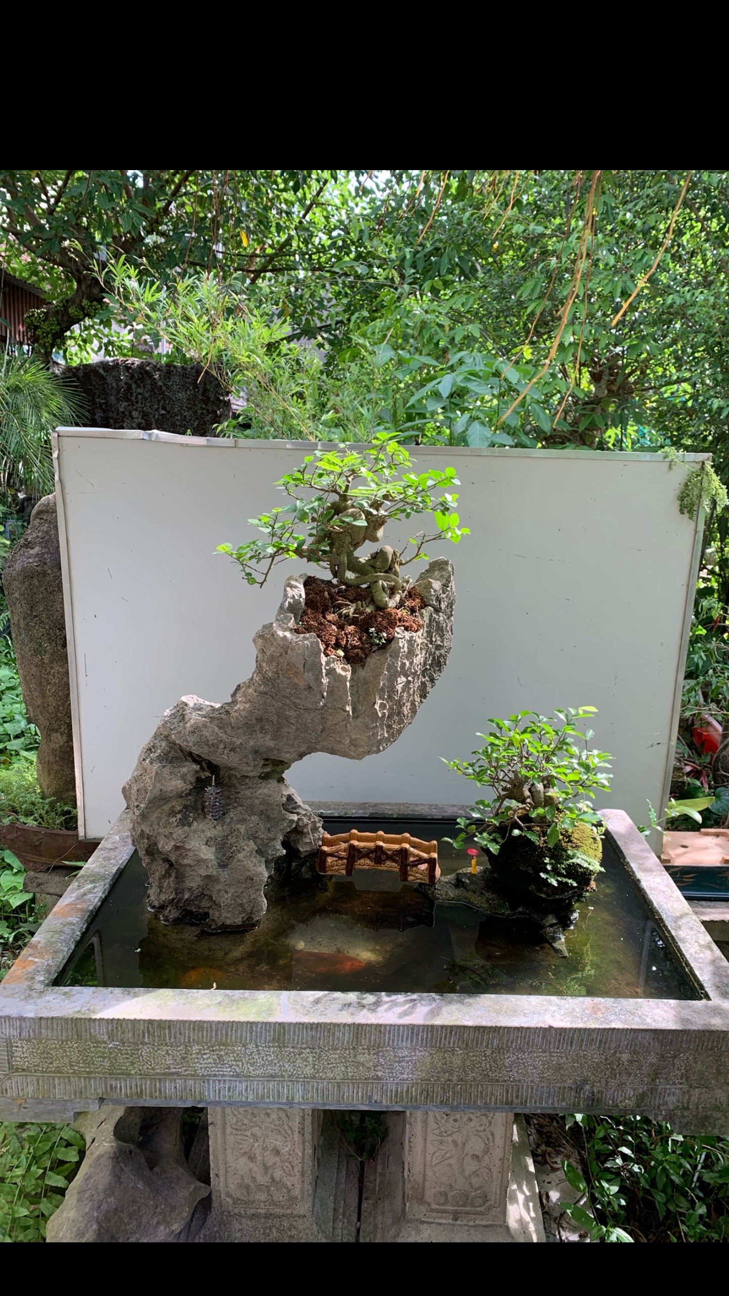 @Lê Đức Cương Bonsai