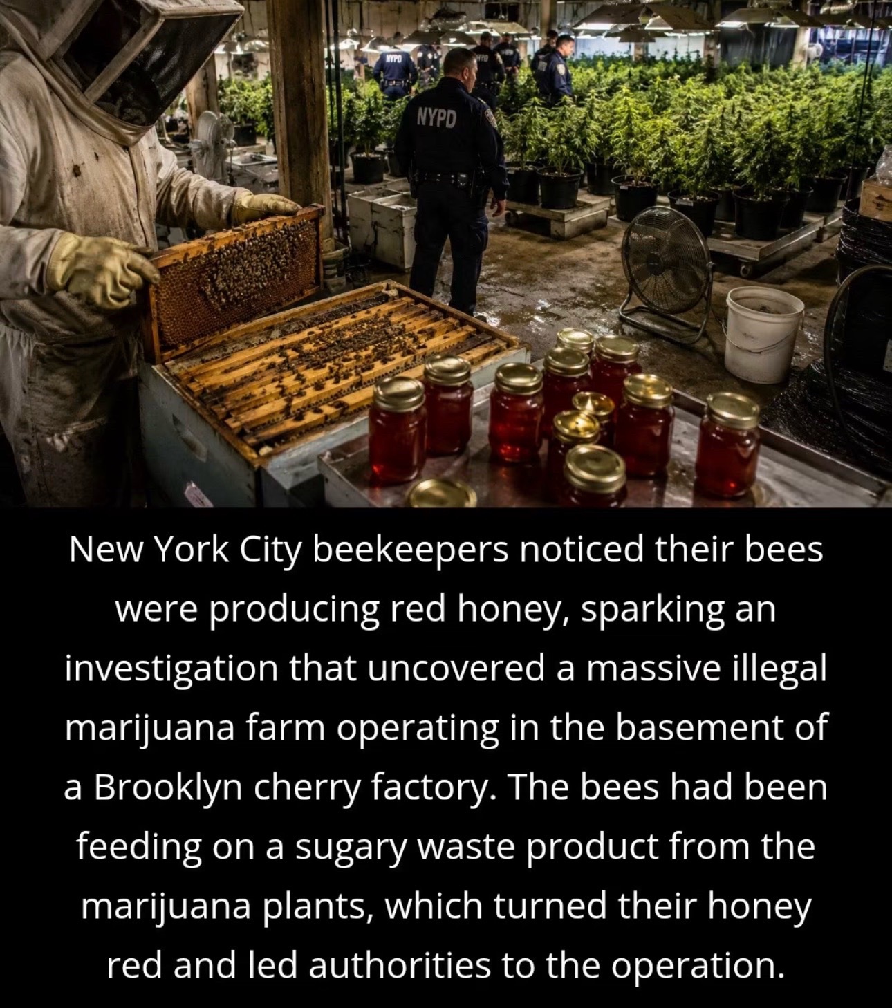 @Mentally ill beekeeper
