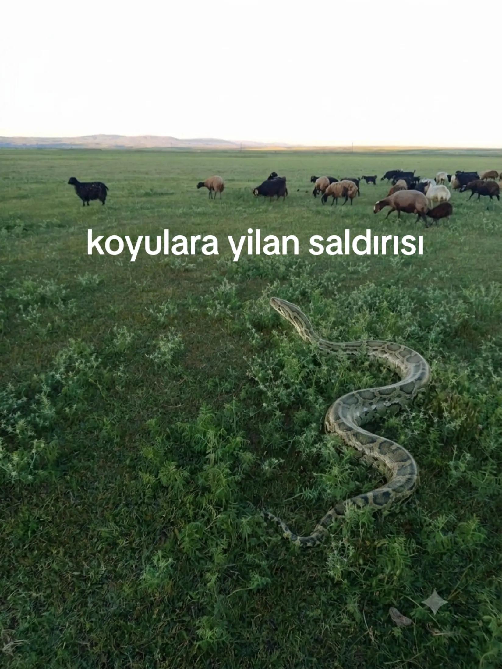 @devrim49🌹✌️