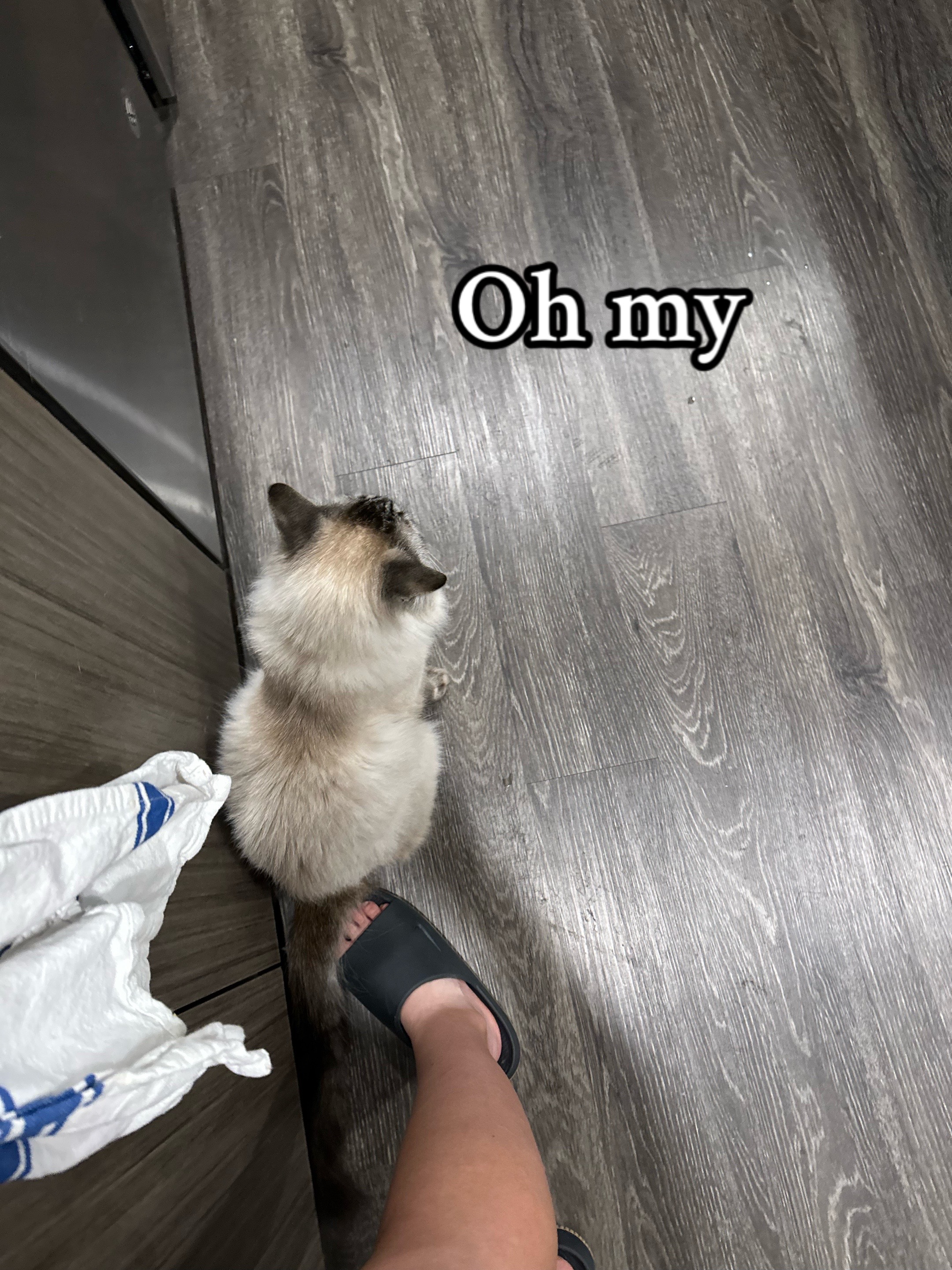 @Ricky and Lucy 🐈⬛