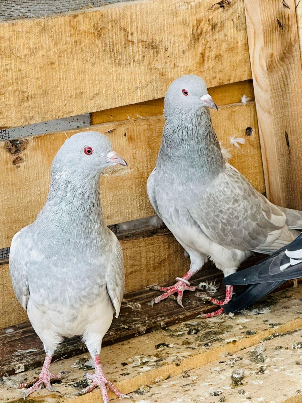 @Royal Birds 🕊️👑
