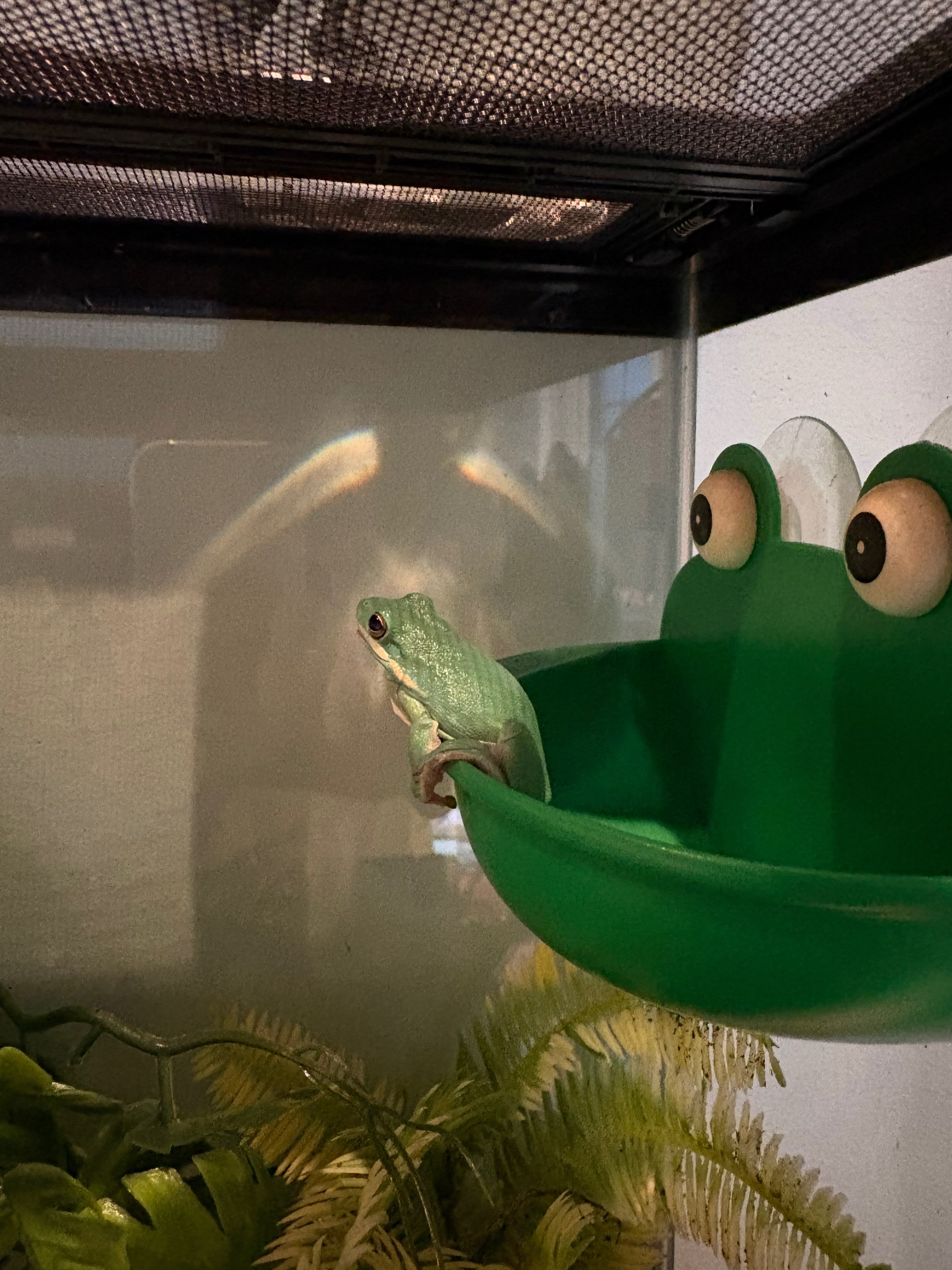 @daily FROG posts 🐸