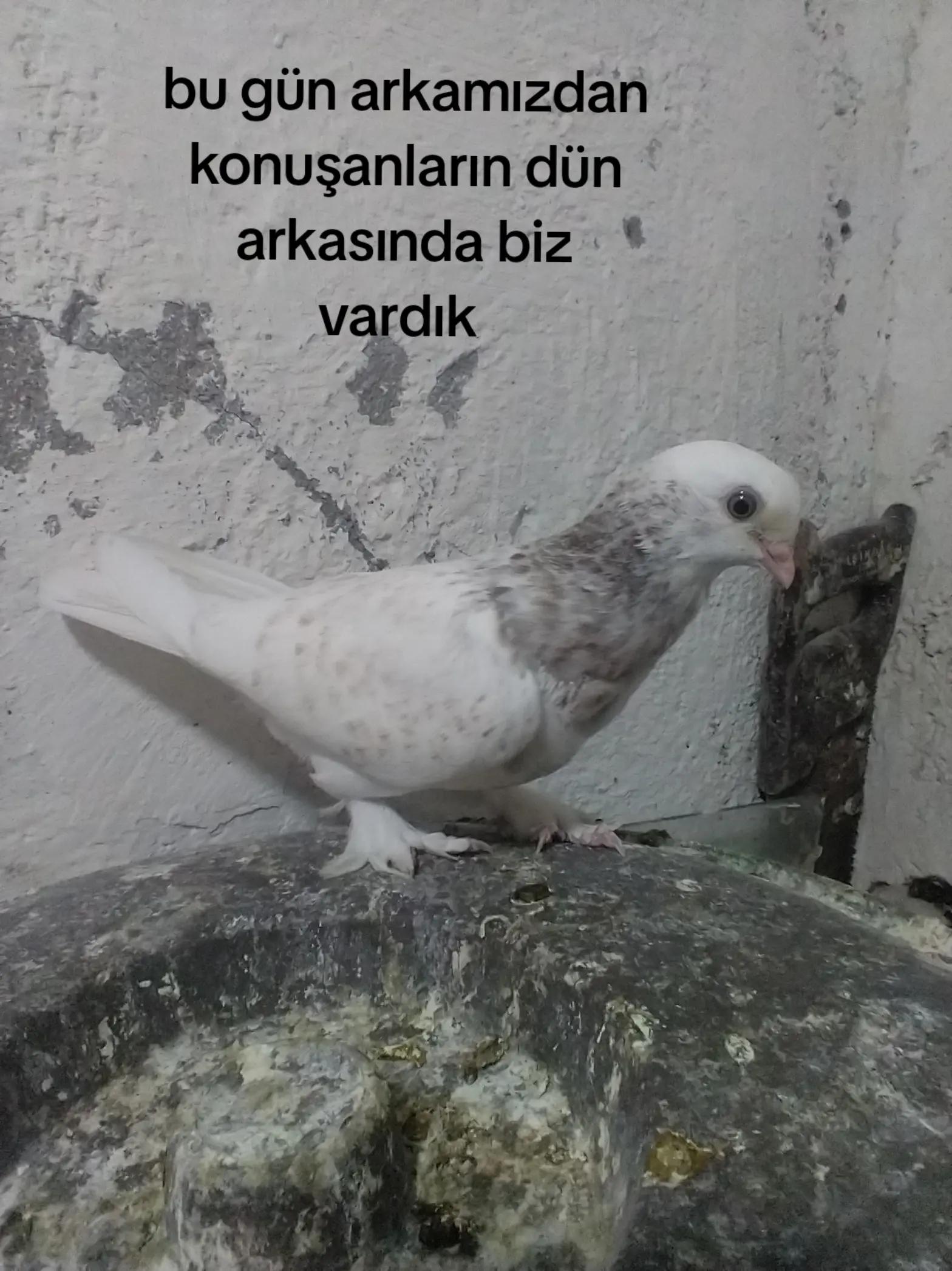 @deniz kayıkcı 73
