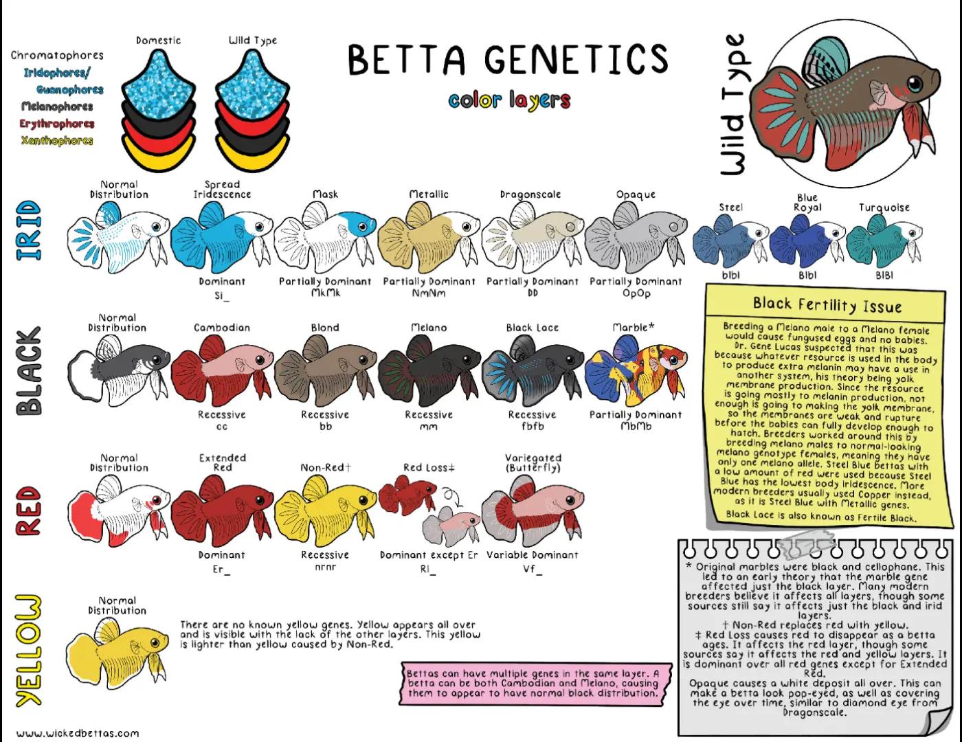 @Wicked Bettas