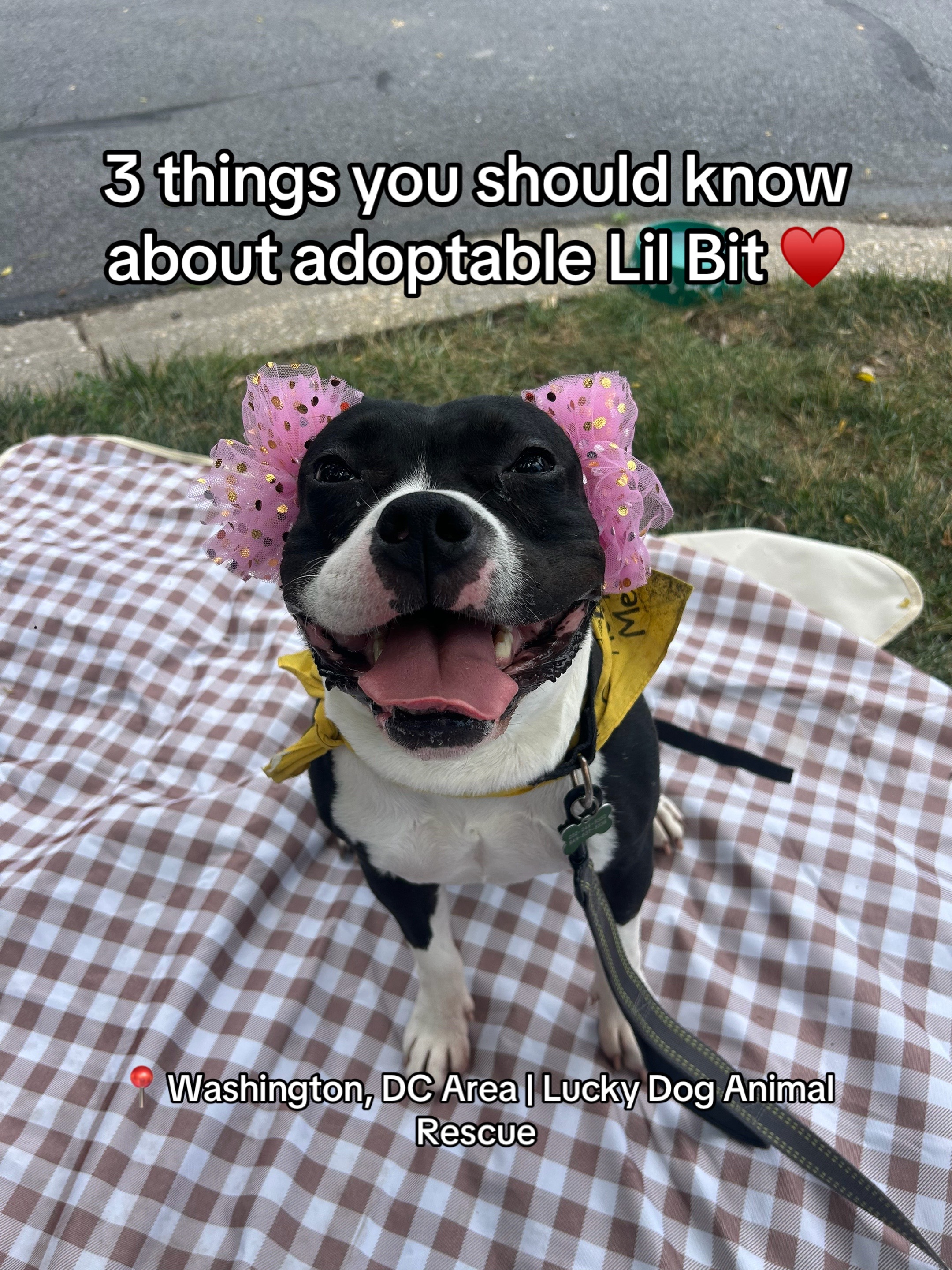 @Adopt a Pet