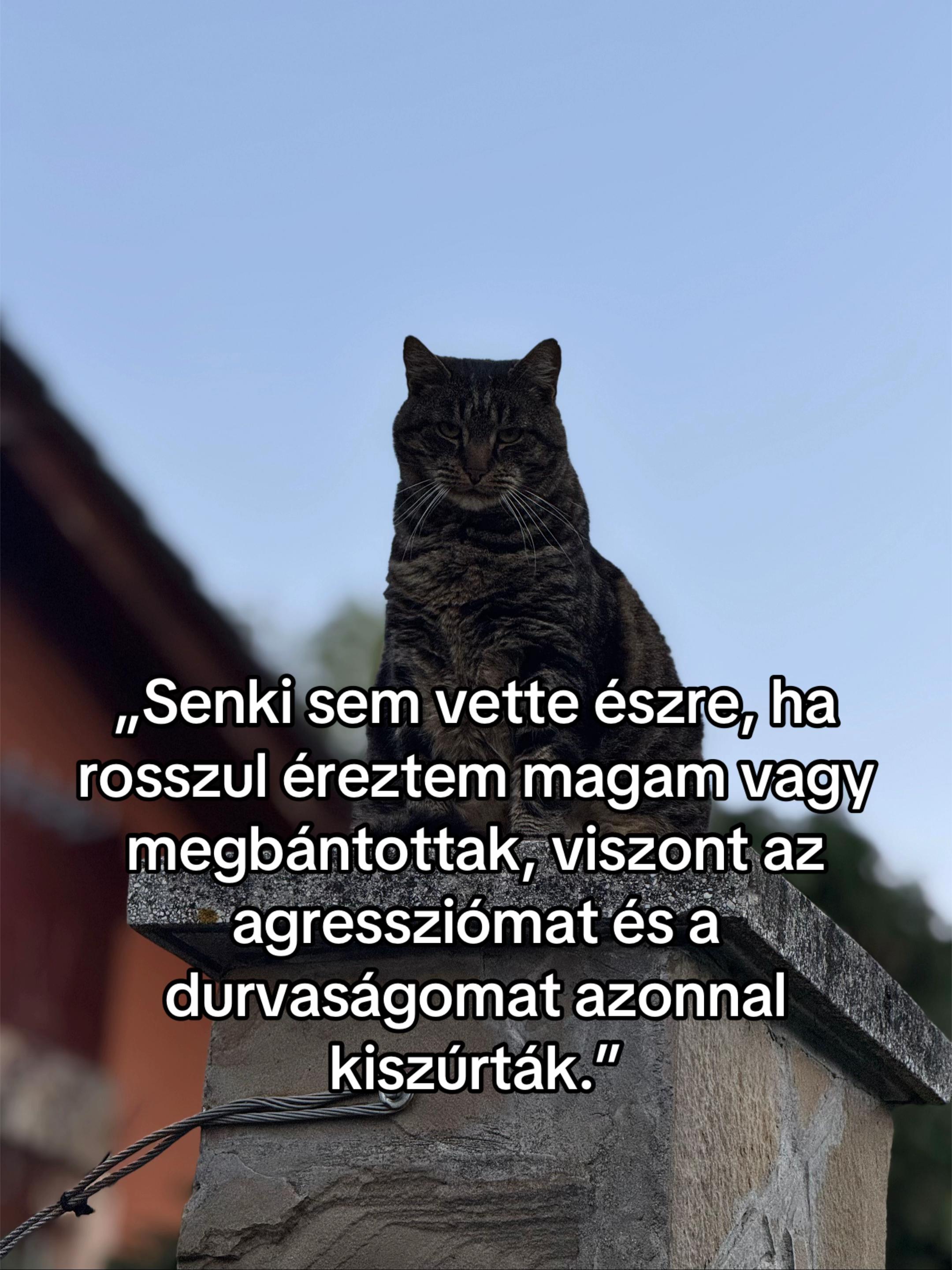 @Zsanzy Taki