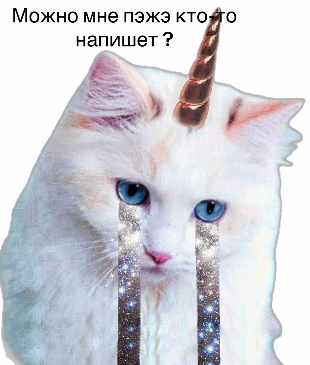 @Кефирная свинина catgirl ꧂