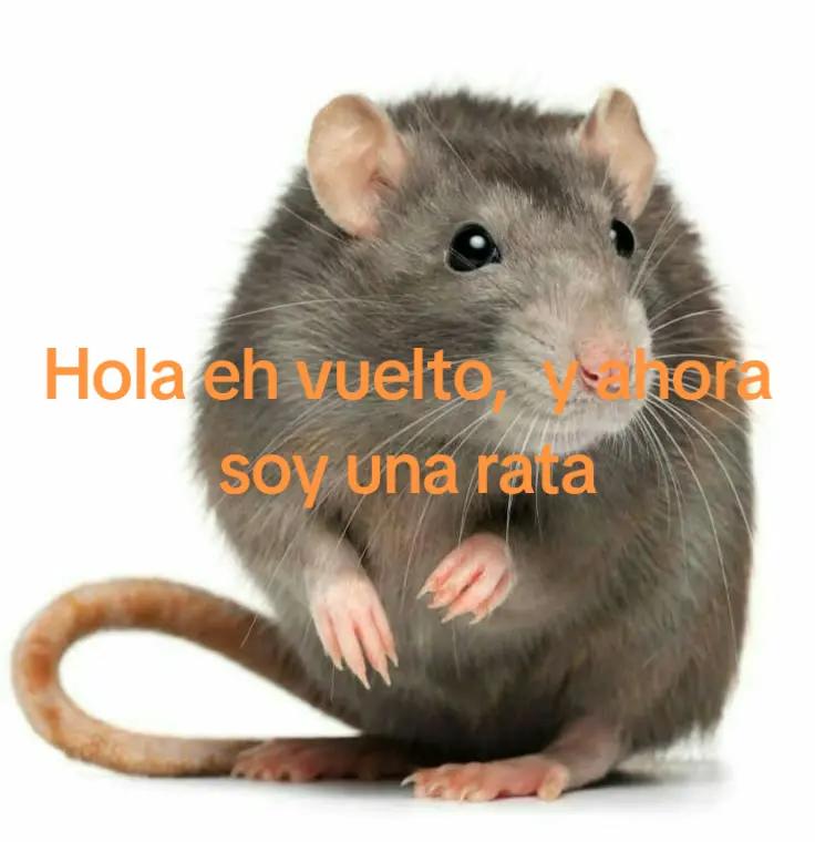 @pepitocastañeda90