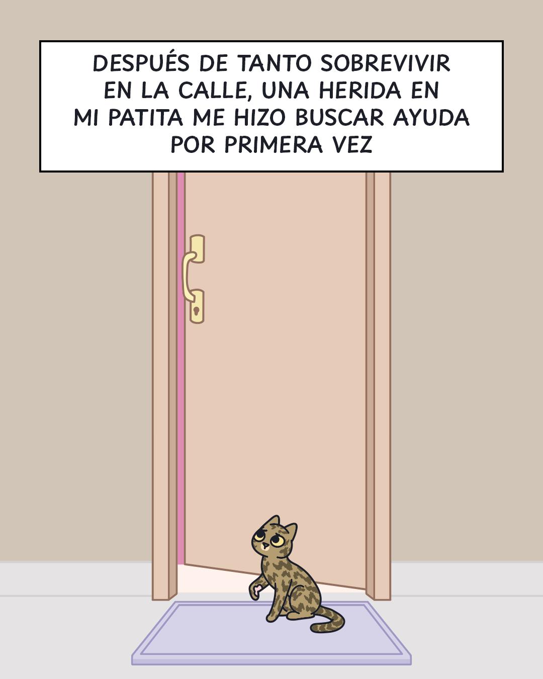 @Cosa de gatos