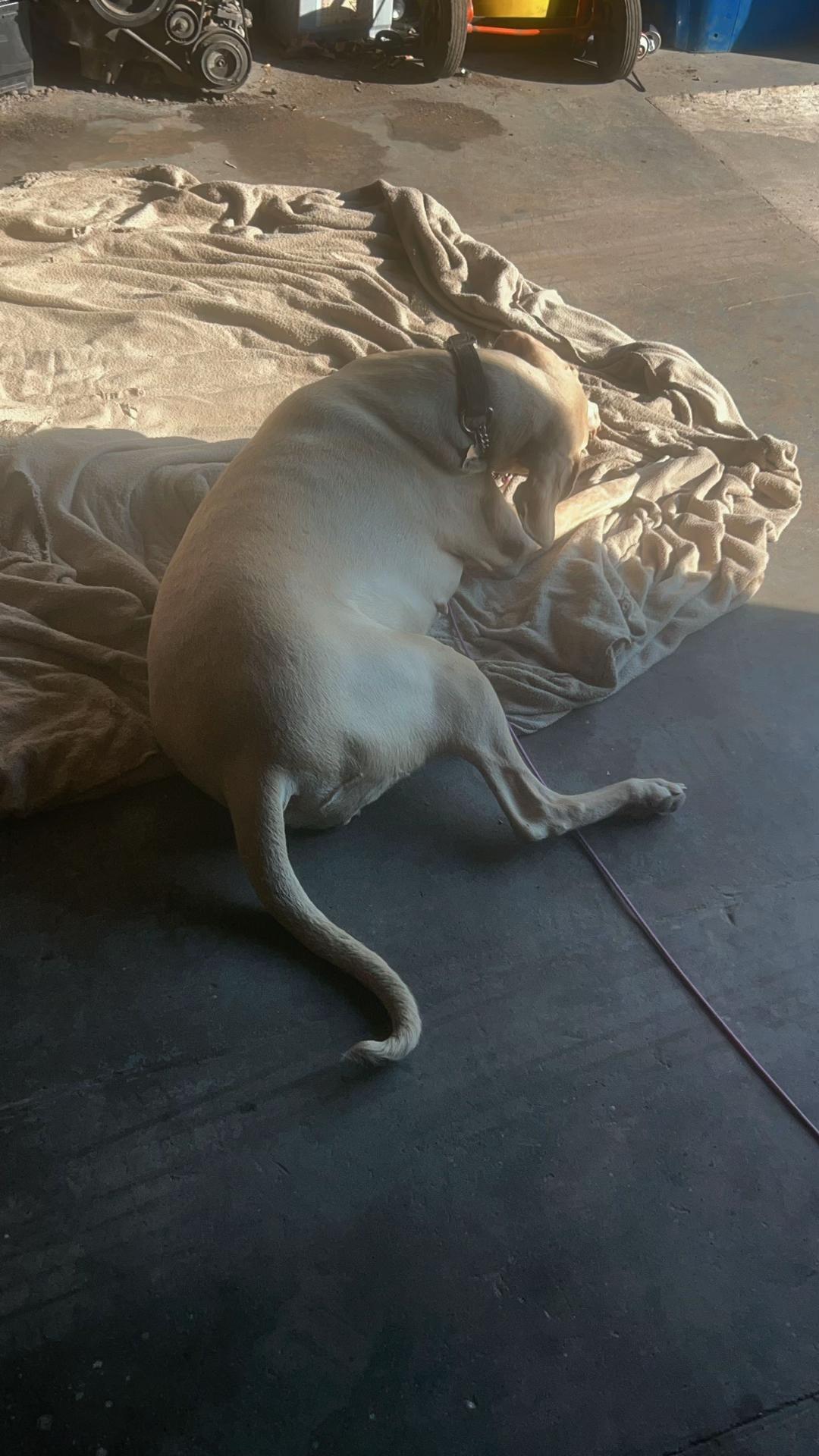 @certidogzuk