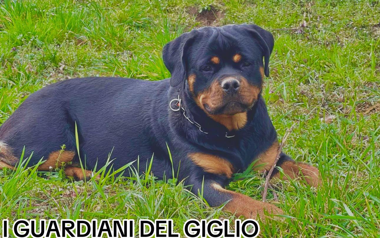 @I Guardiani Del Giglio-Rott
