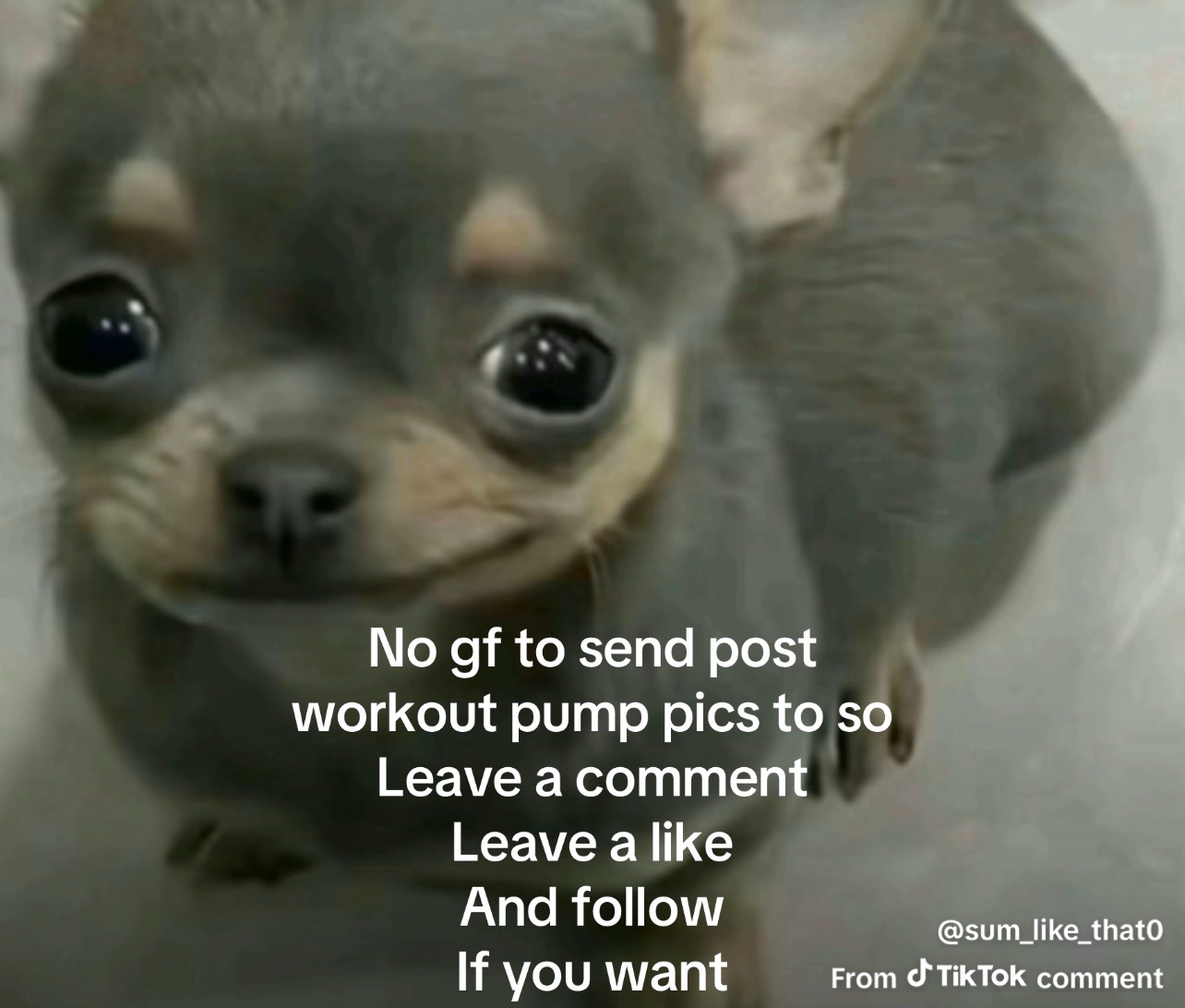 @lil_gusanito
