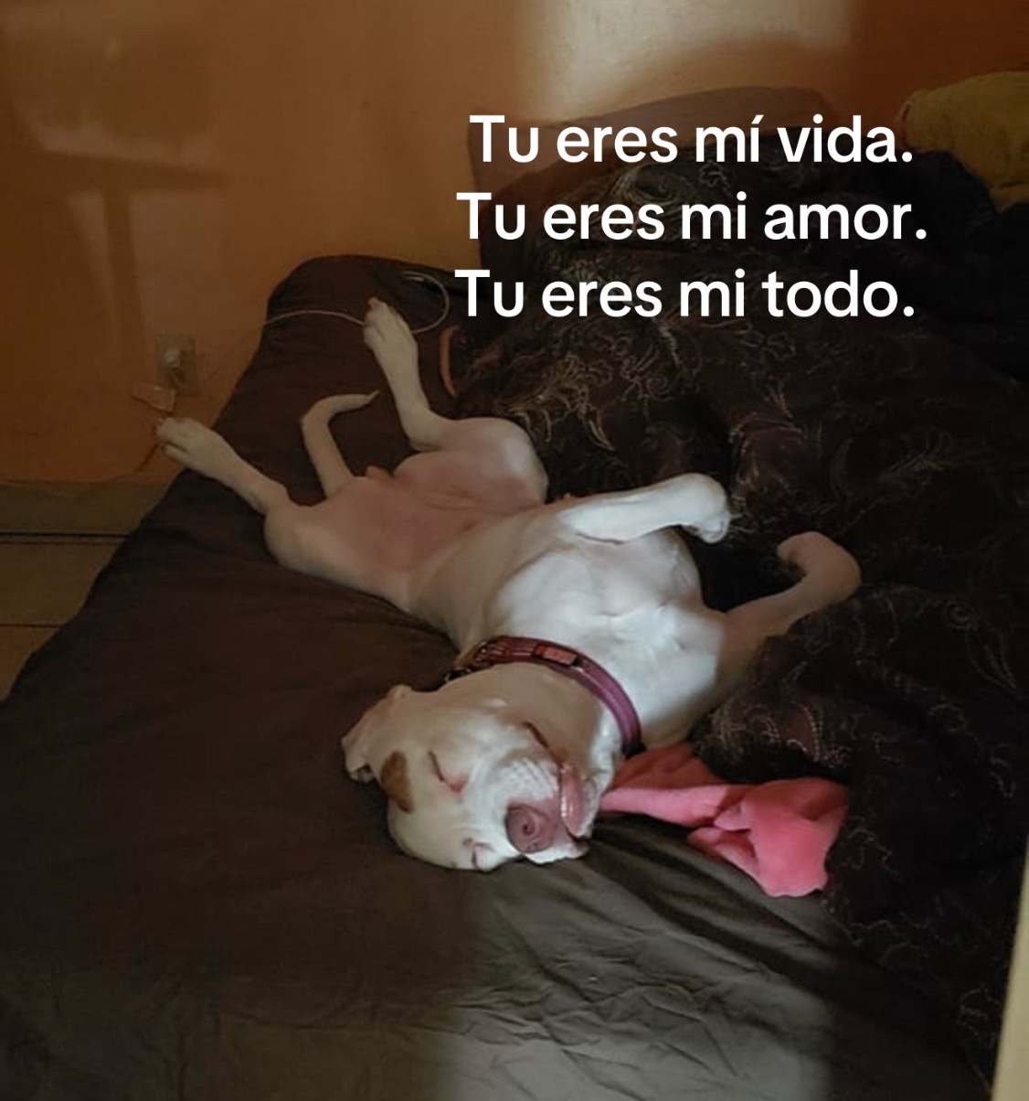 @Curvaspeligrosas33