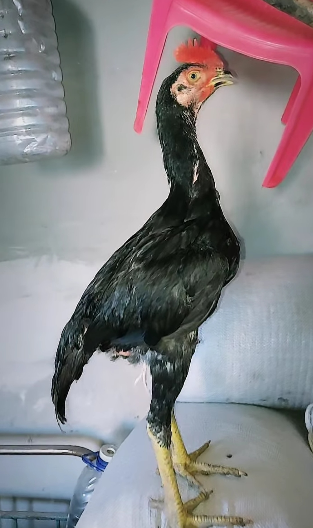 @peşəkarlar 6006556