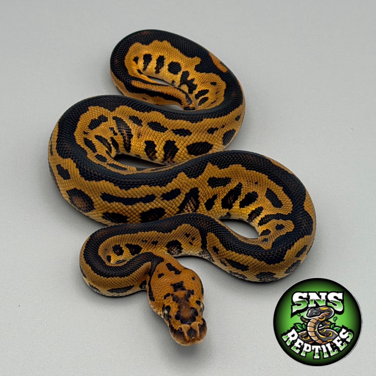 @SNS Reptiles