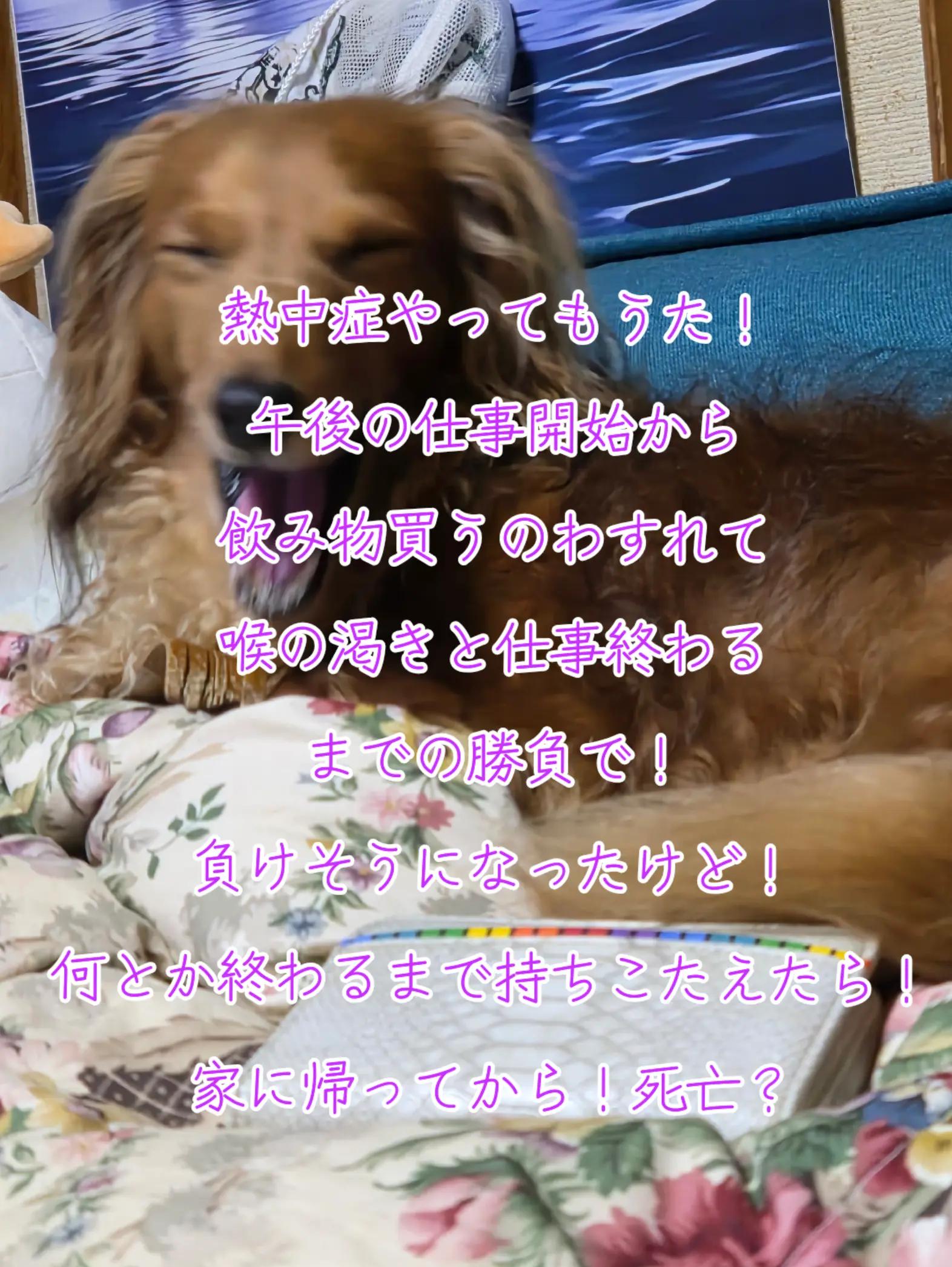 @✨️🌠サーファーダックス🌊🐶
