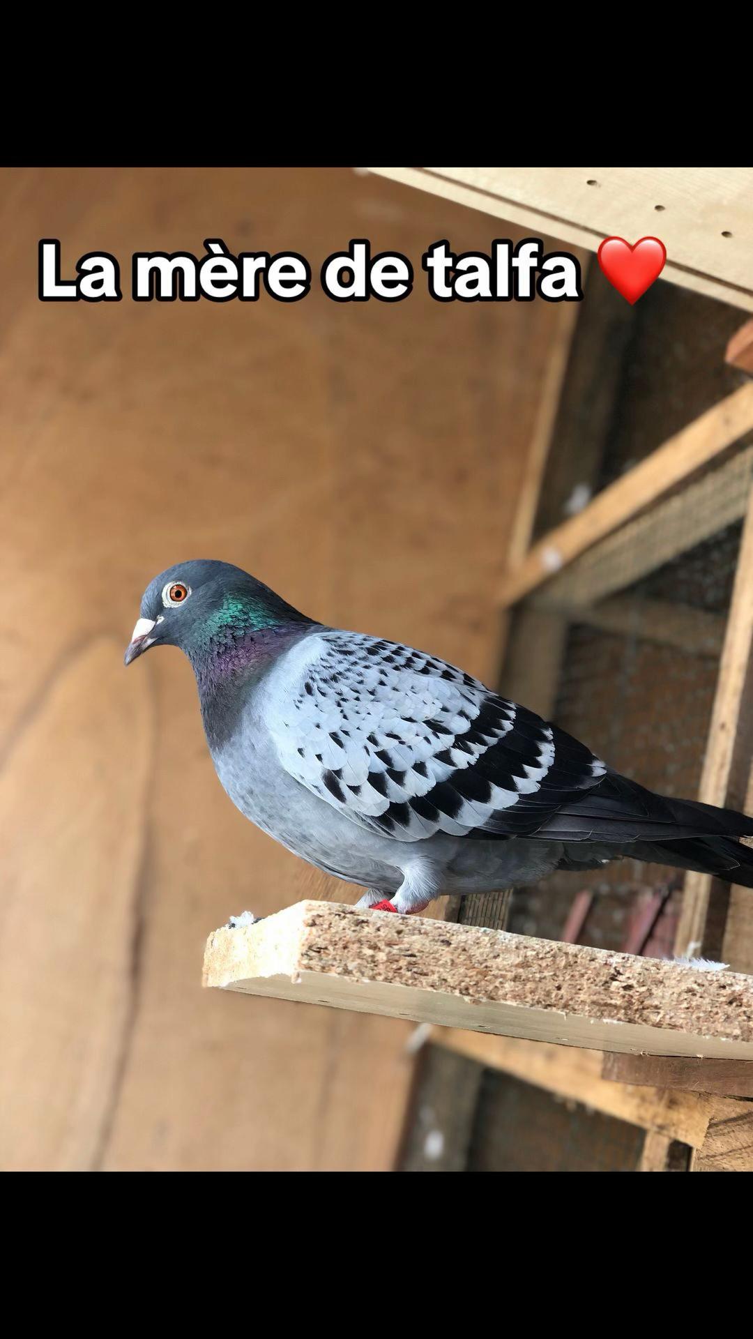 @OMZOLOFT🕊🦜🇸🇳