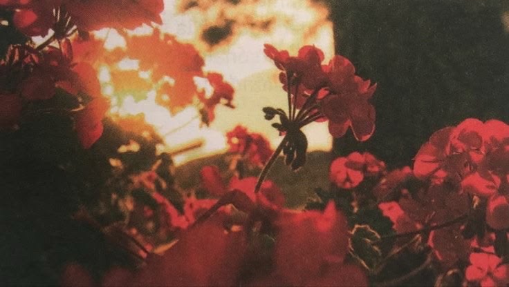 @⊹ . ݁˖ ┊ᥣᥙkᥲ ₍^. .^₎