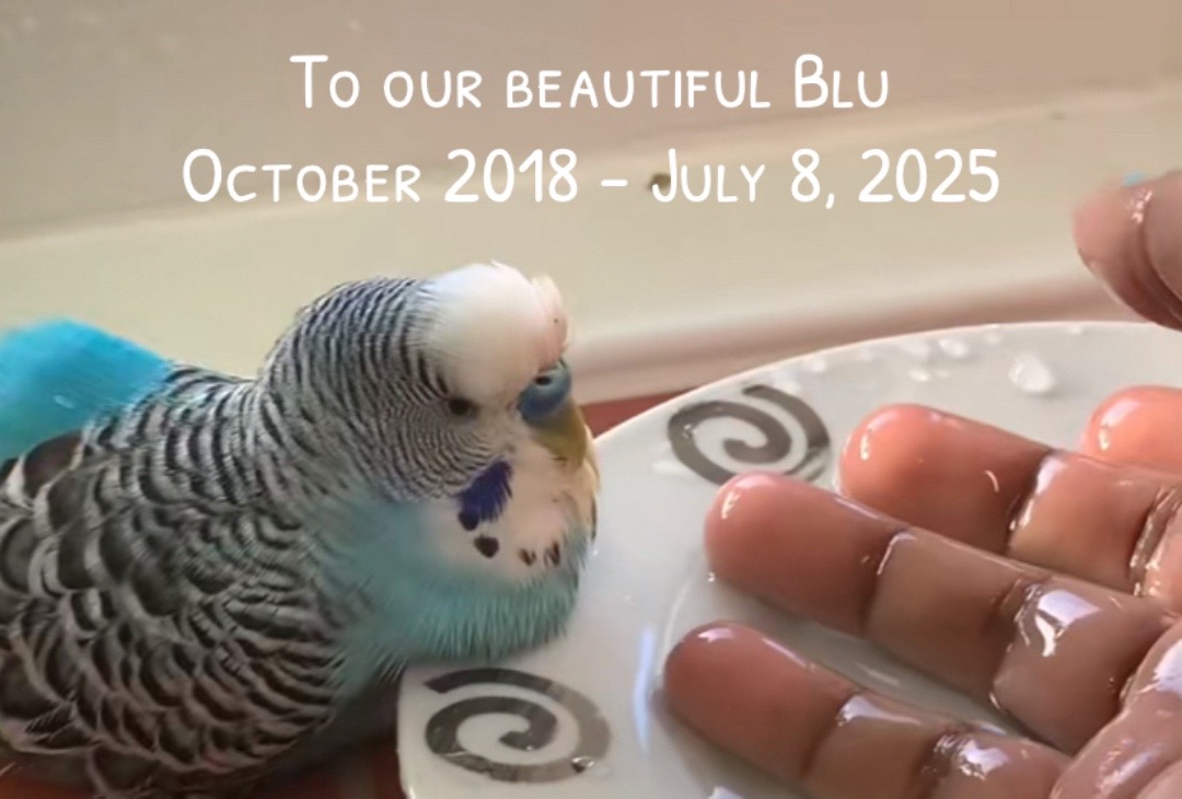 @Blu_the_budgie 🇹🇹