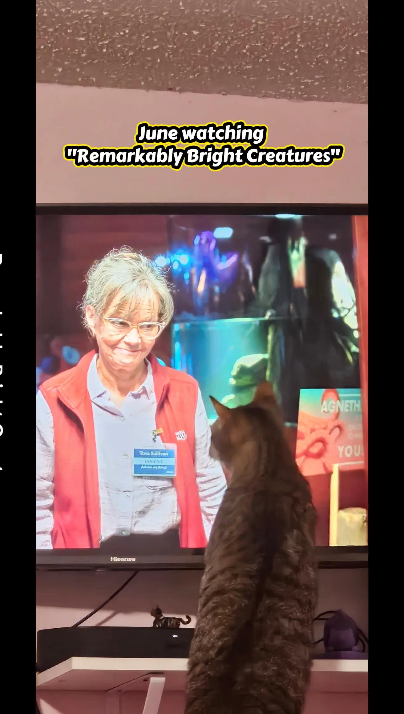@mycatranch 😺 (Sue)