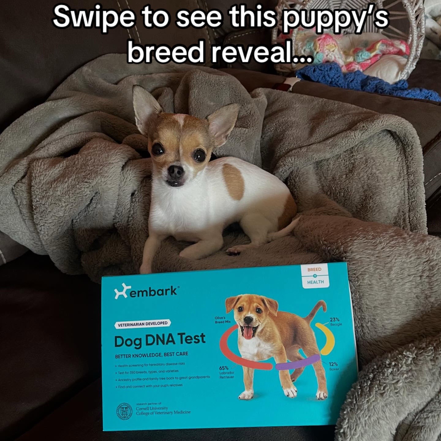 @Embark Vet