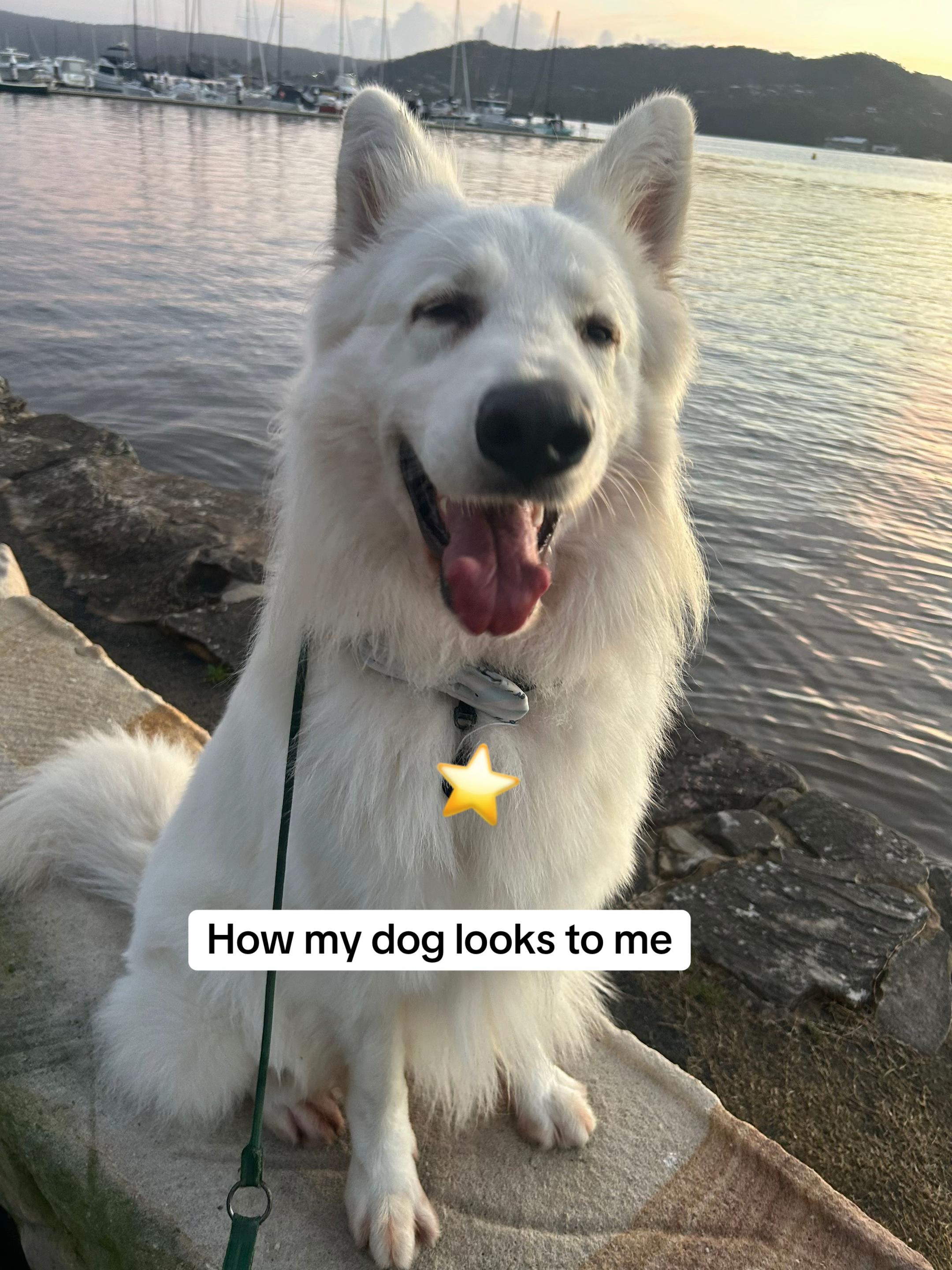 @Barksnbites