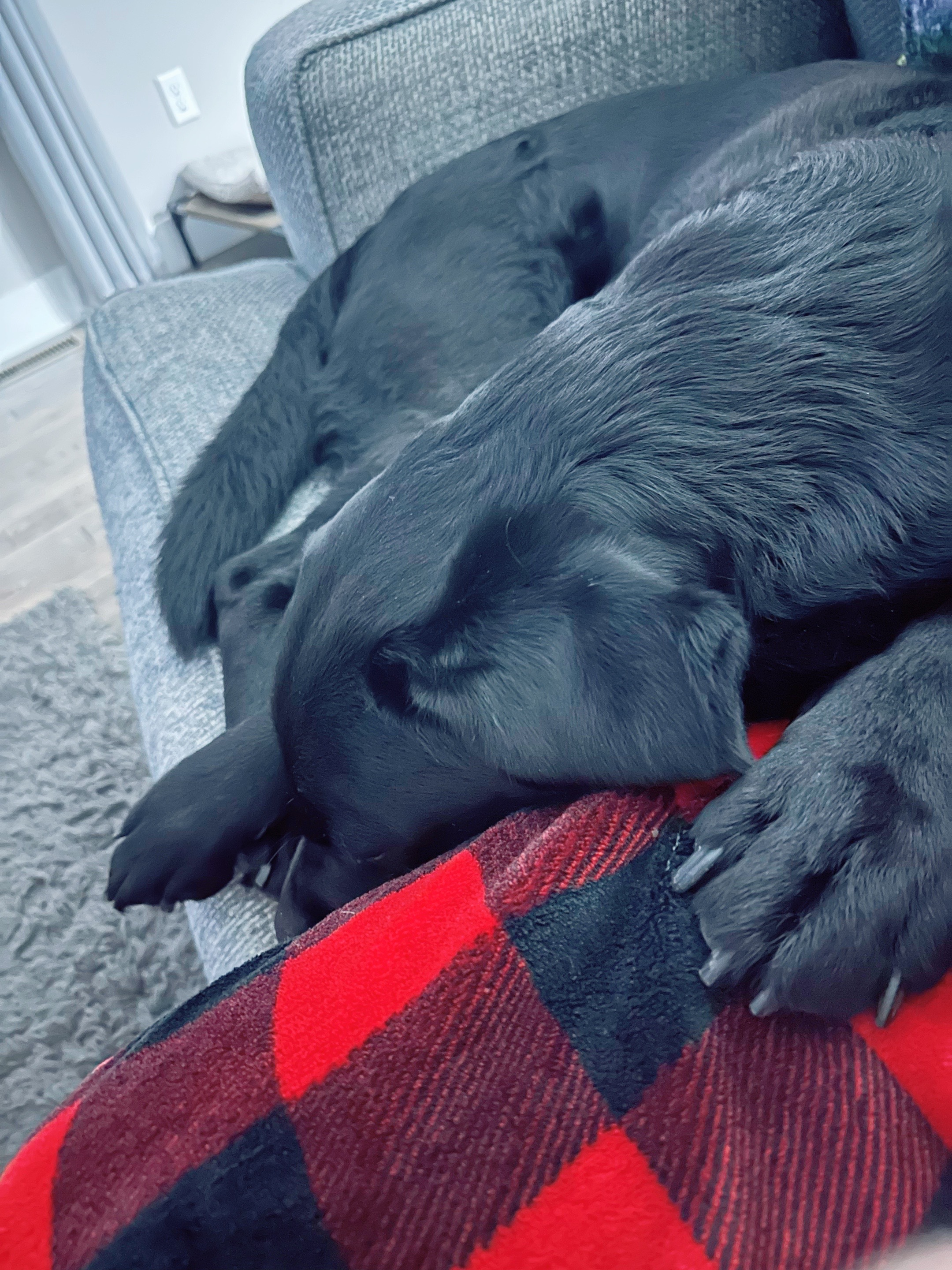 @Gunner the Good Boy Black Lab