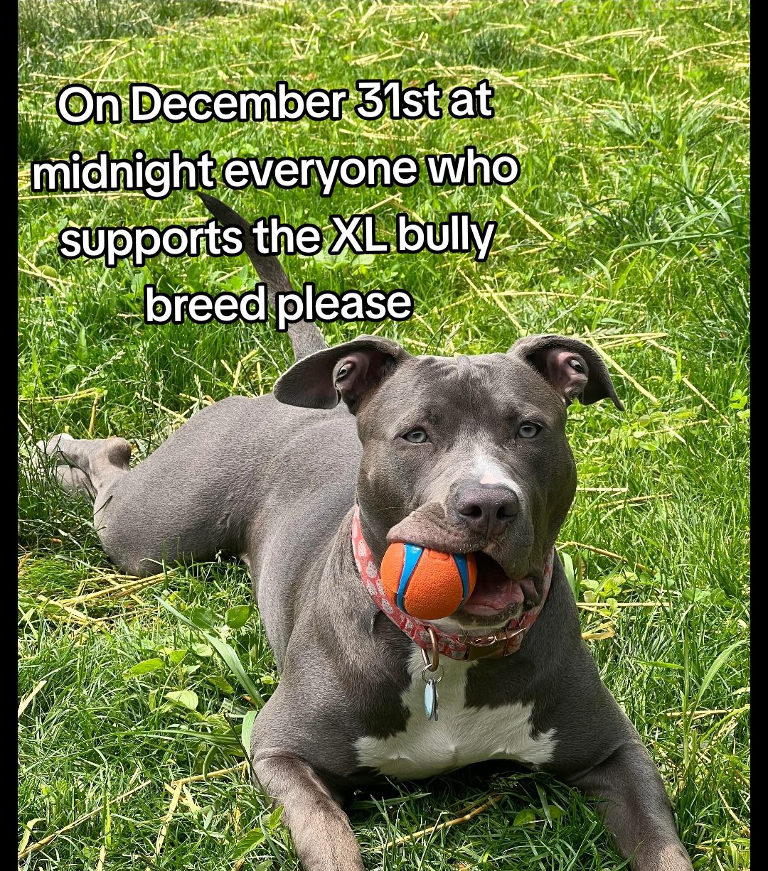 @SAVE THE XL BULLYS