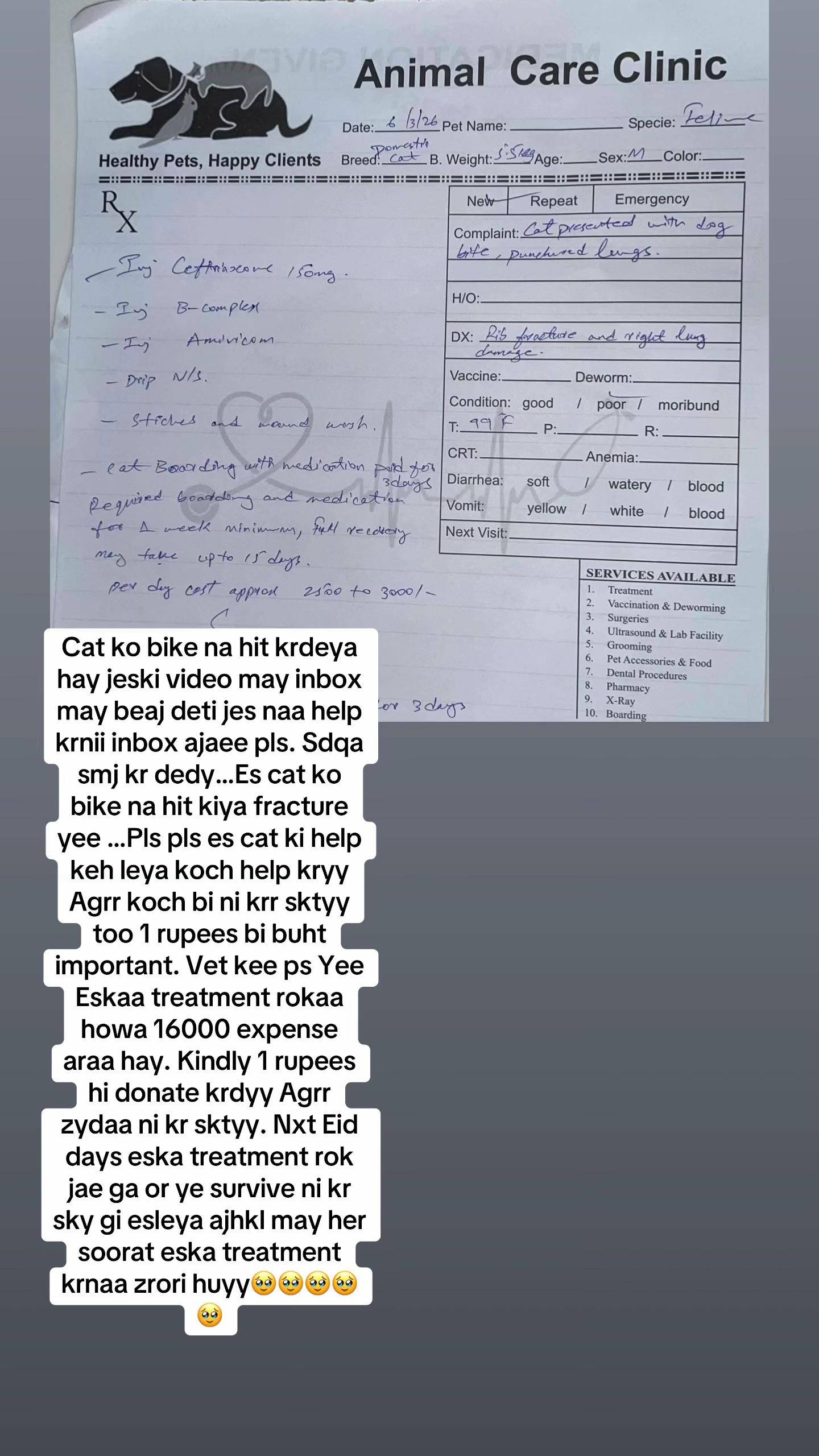 @mirha.donate.for.cat