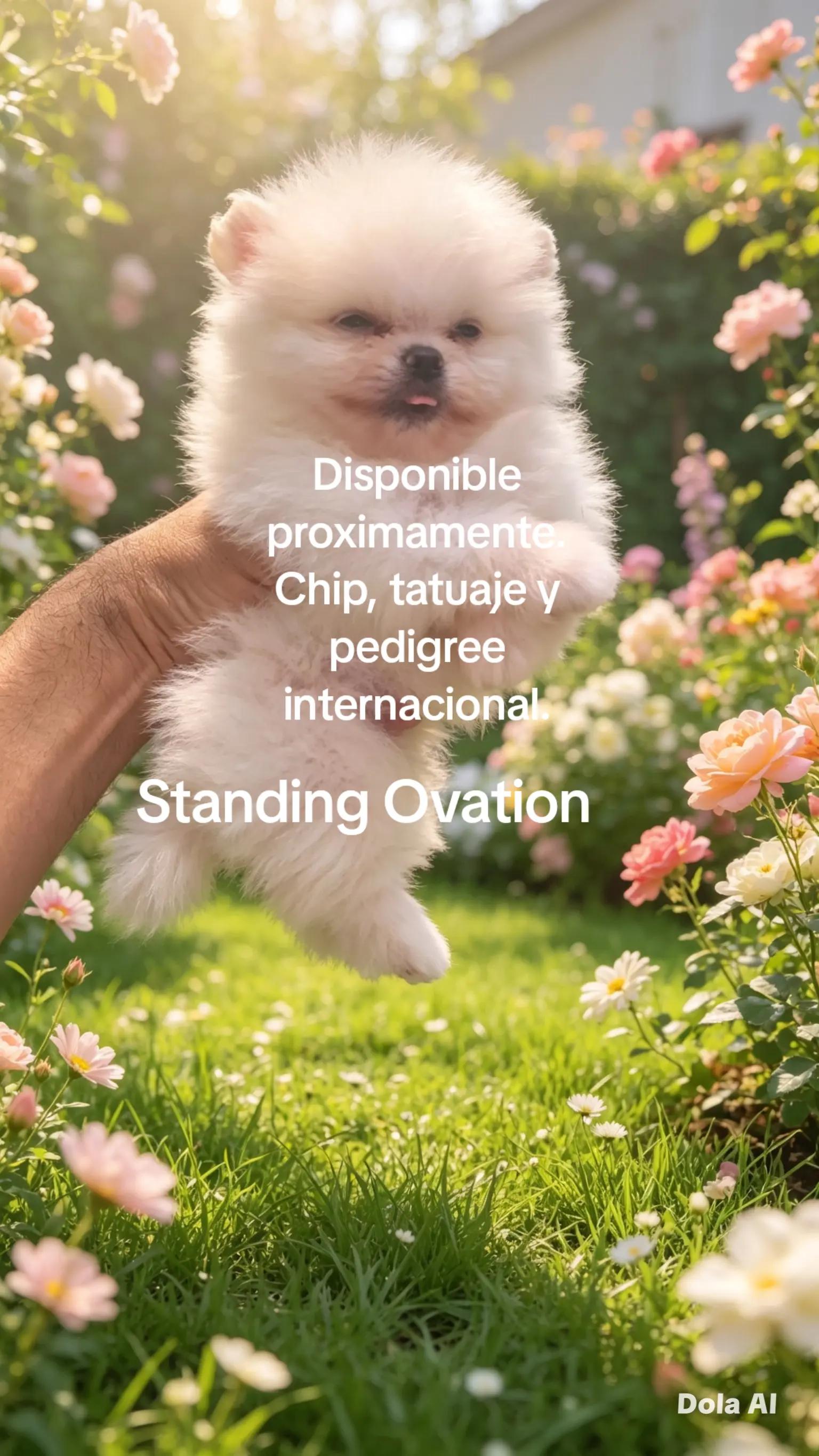 @Standing Ovation
