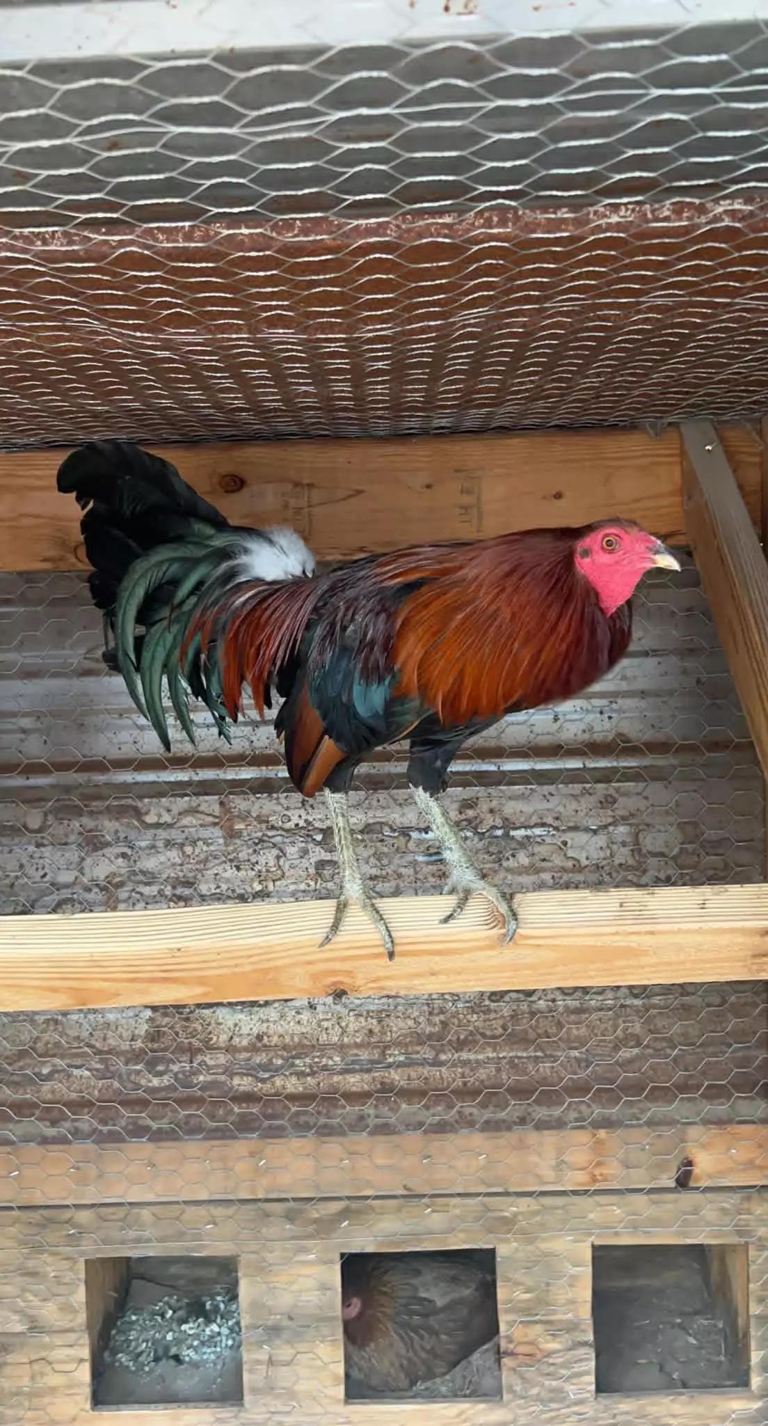 @G3 Farm & Fowl Supplies