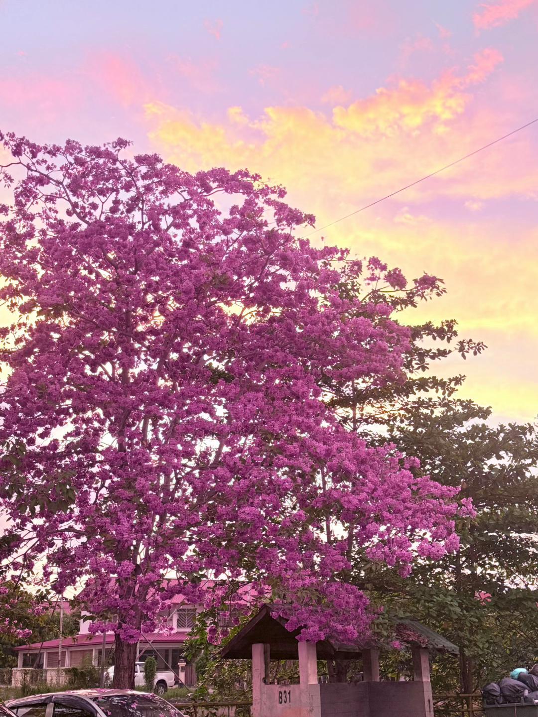 @๐ Purple