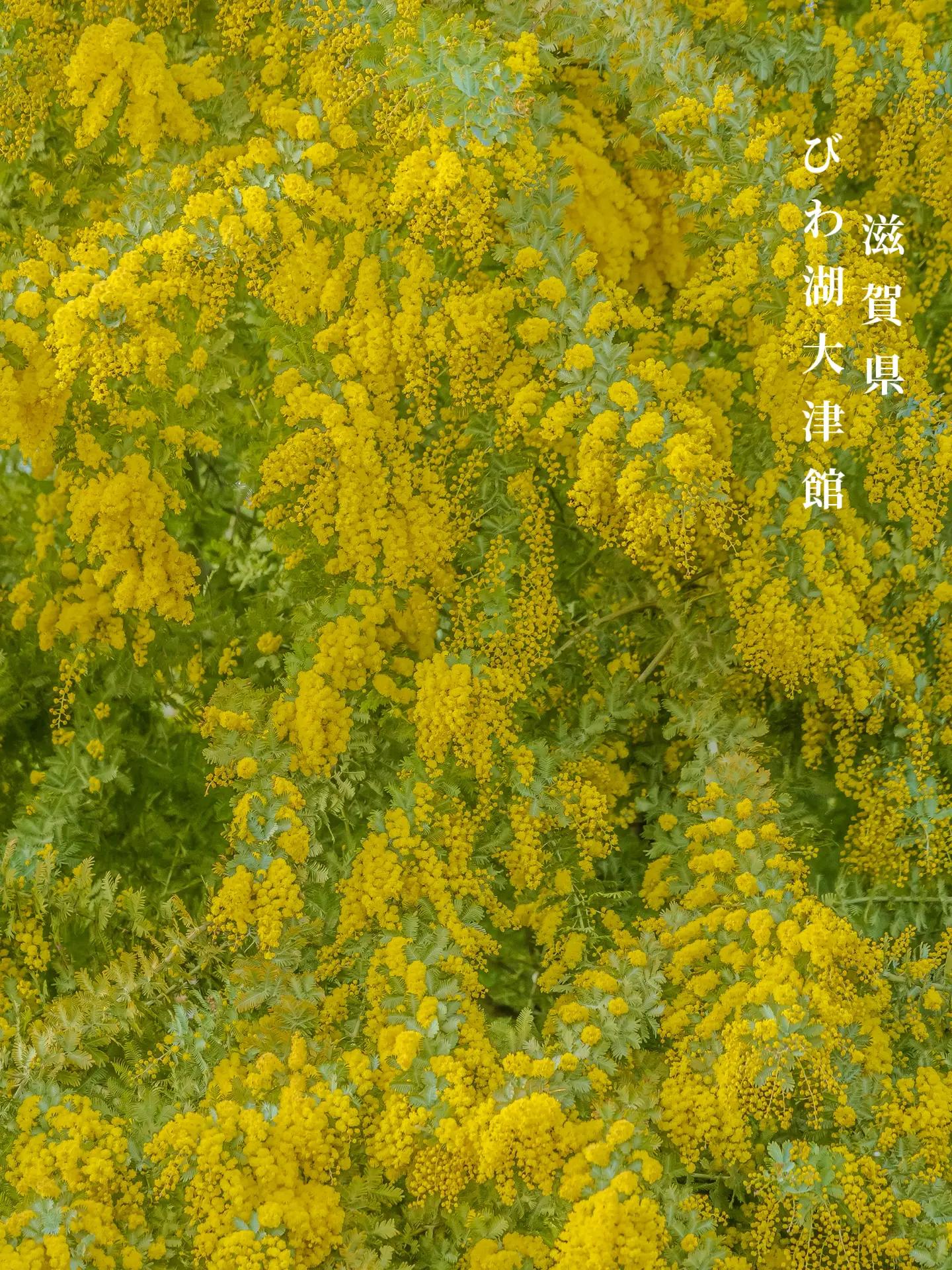 @kyoto_ken