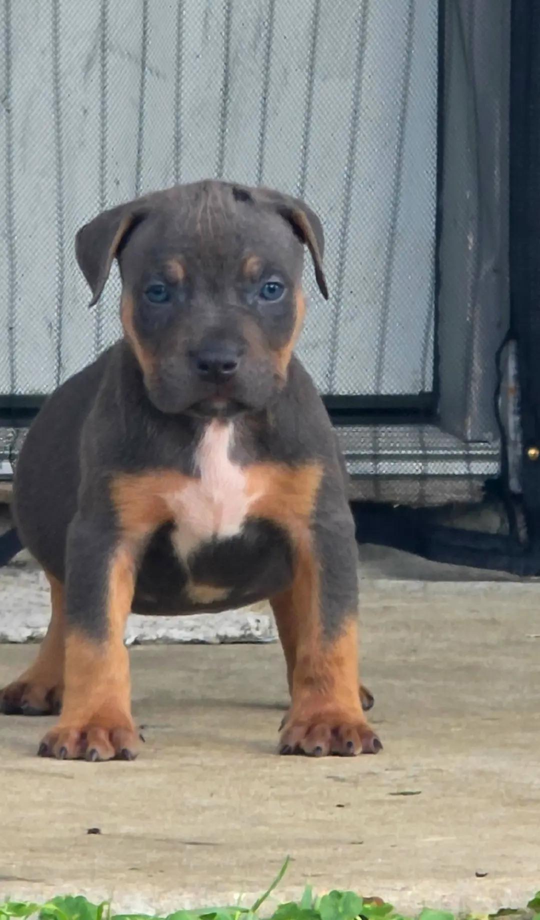 @Hera_The_Bully