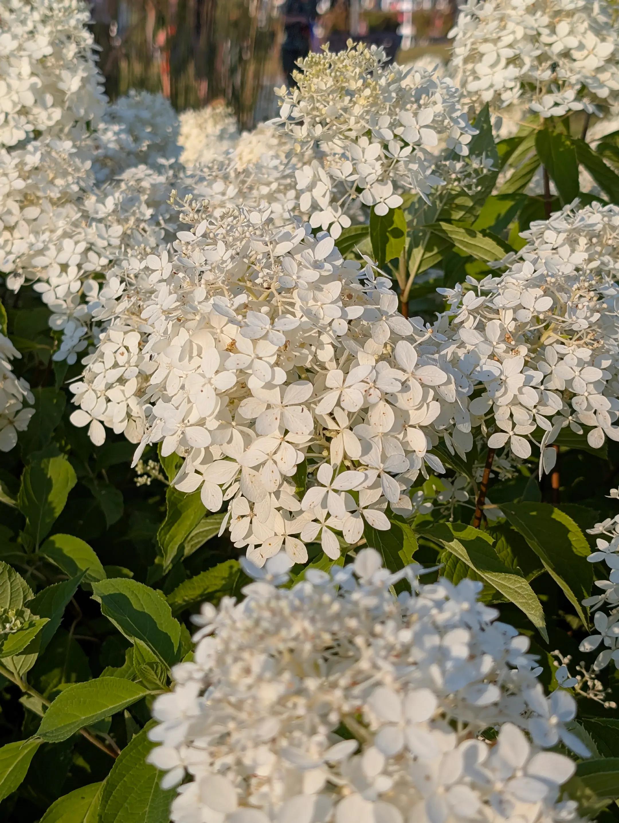 @𝑹𝒑𝒅𝒒