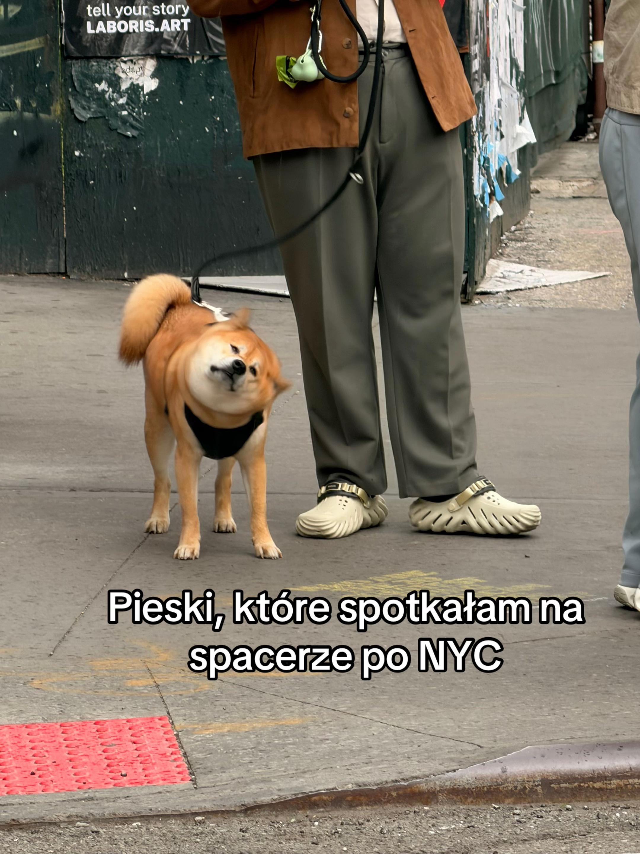 @okulistavet