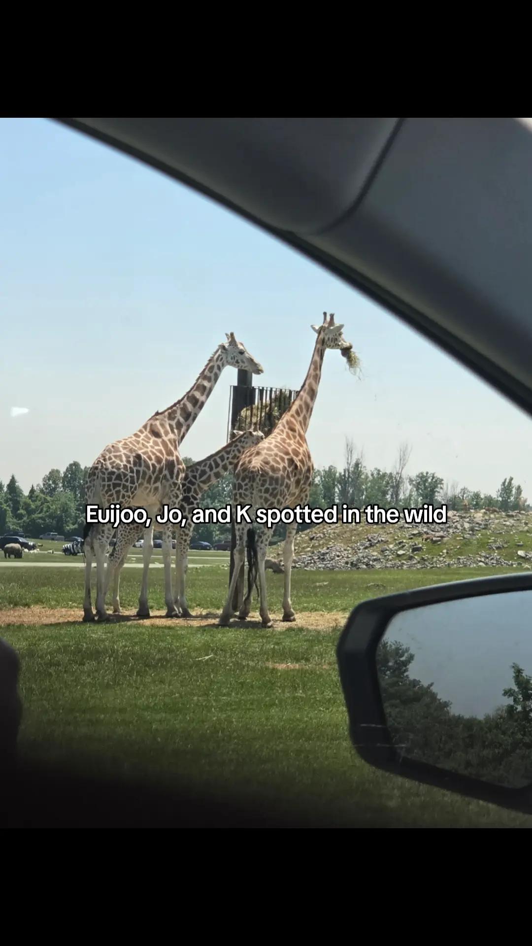 @luuvniiki