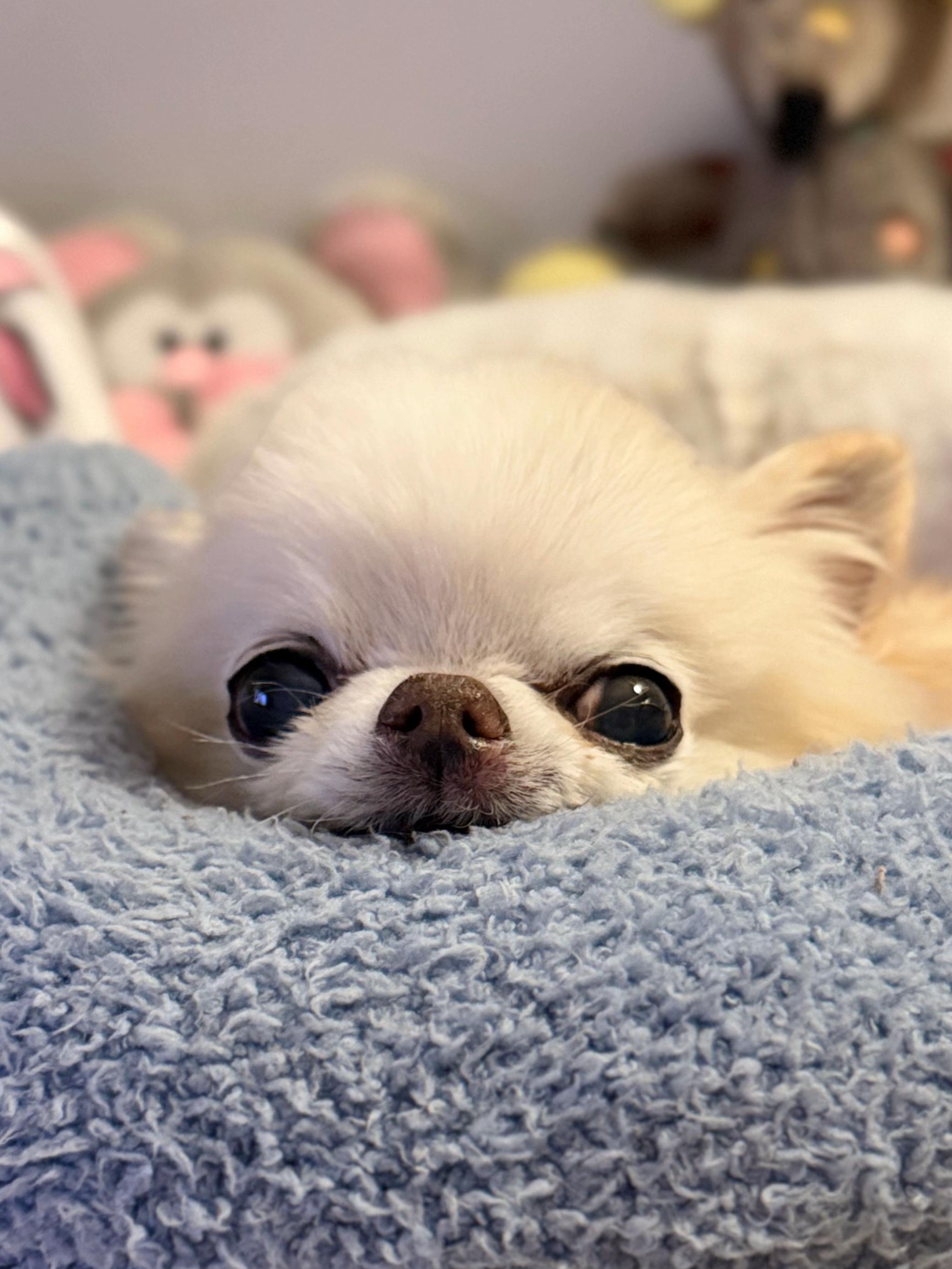 @Tiny Chihuahua Cedric & Maya