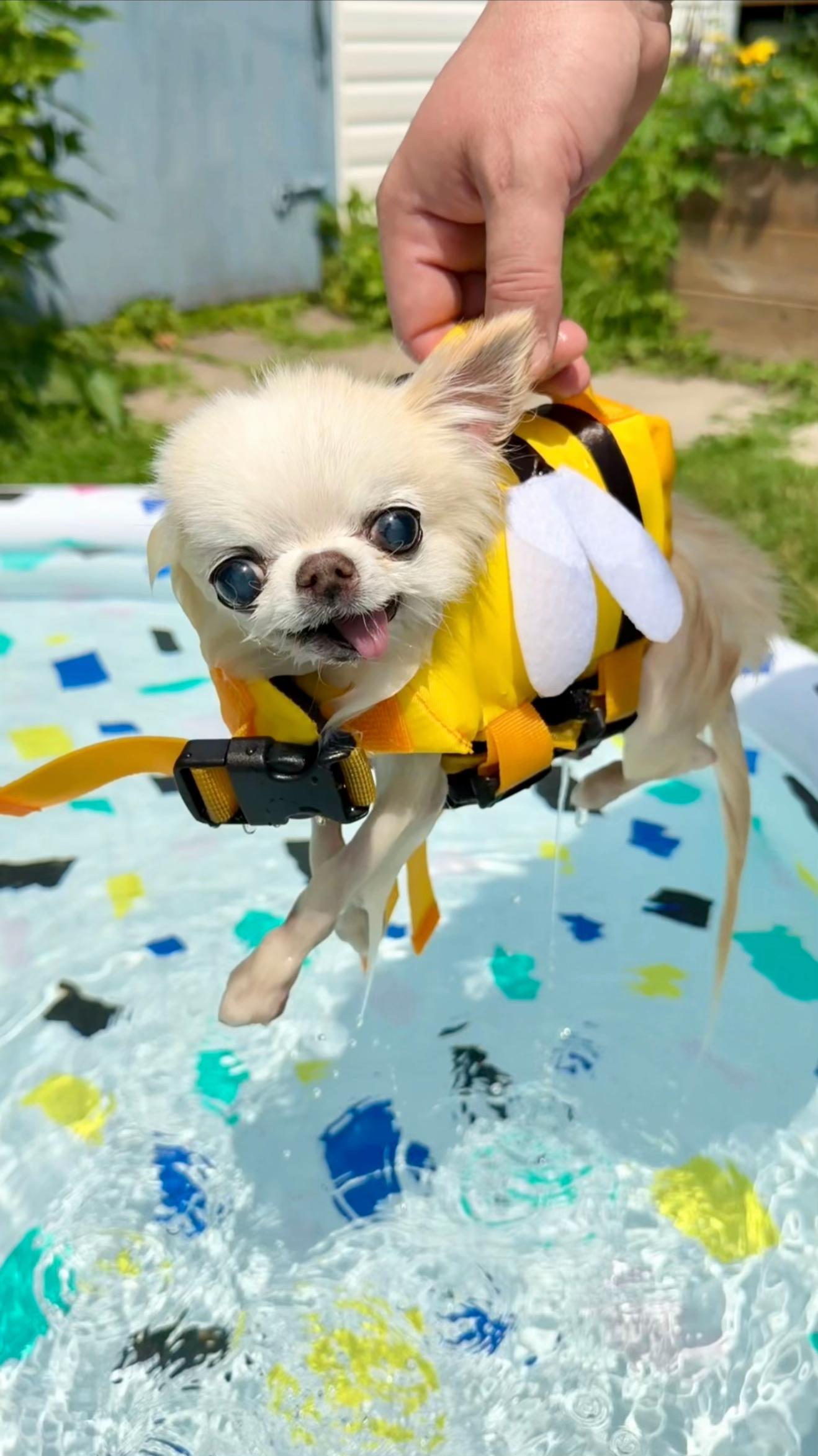 @Tiny Chihuahua Cedric & Maya