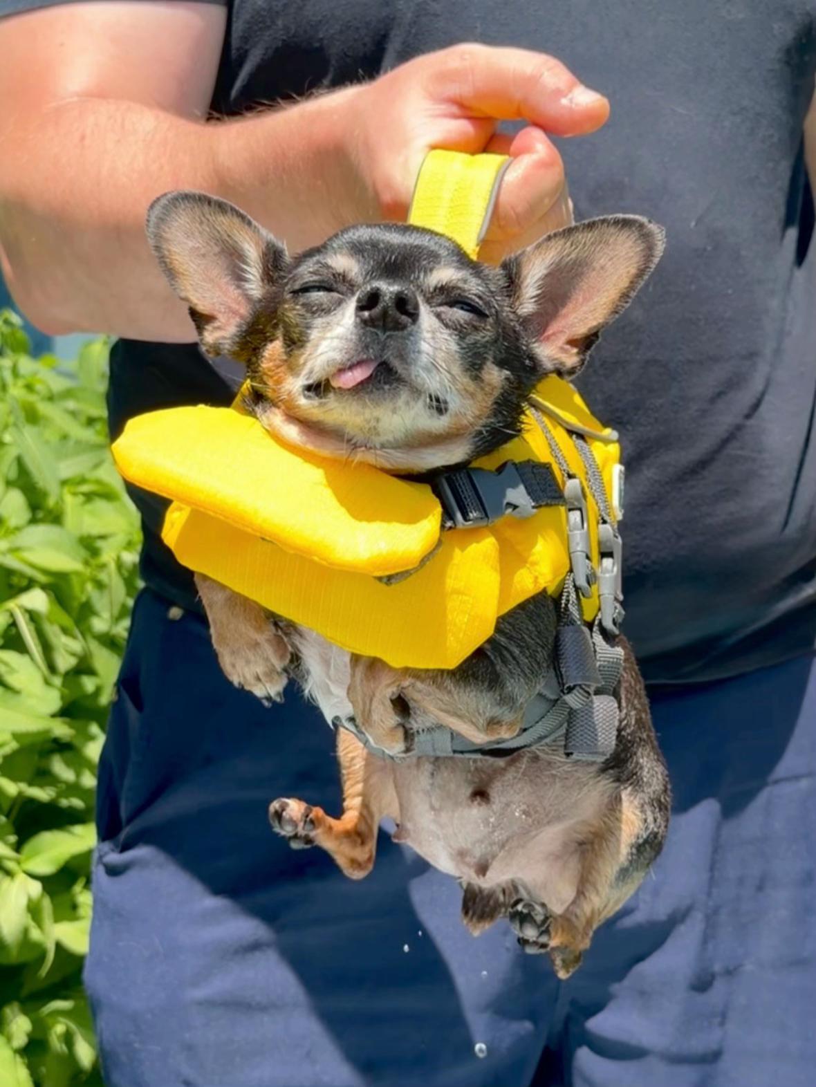 @Tiny Chihuahua Cedric & Maya