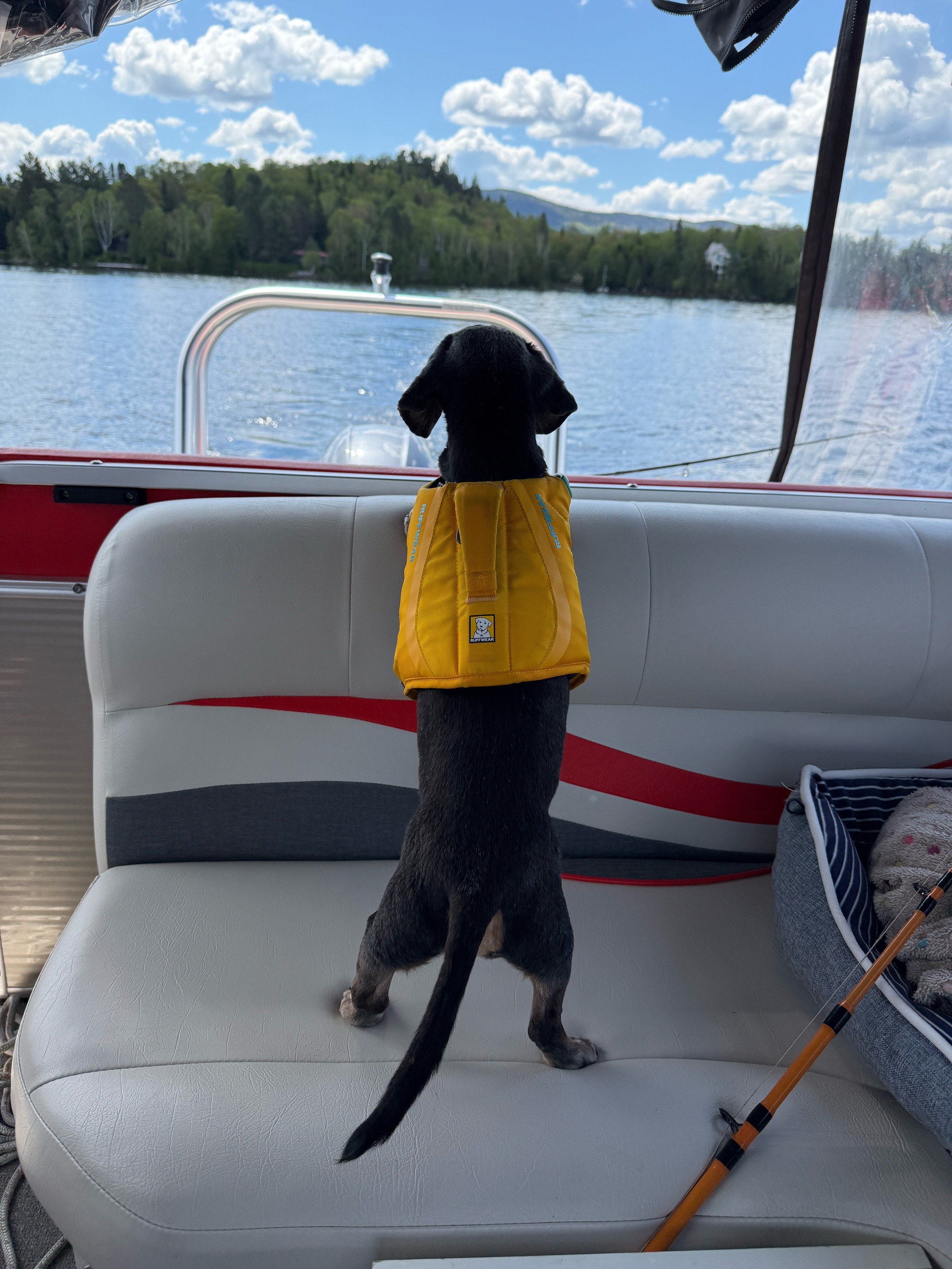 @Crusoe the Dachshund