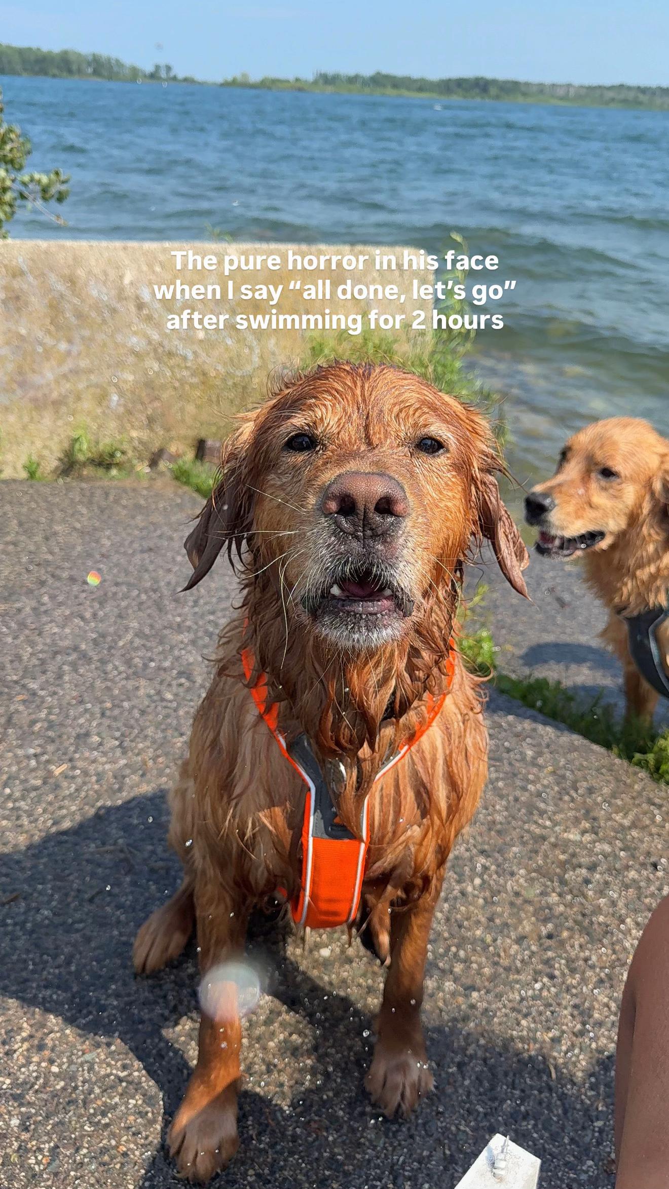 @Bentley the Spicy Golden🌶️