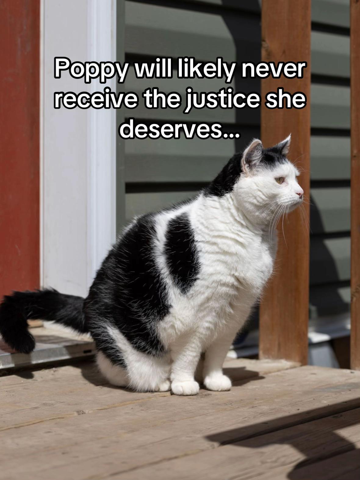 @poppytherescuecat_