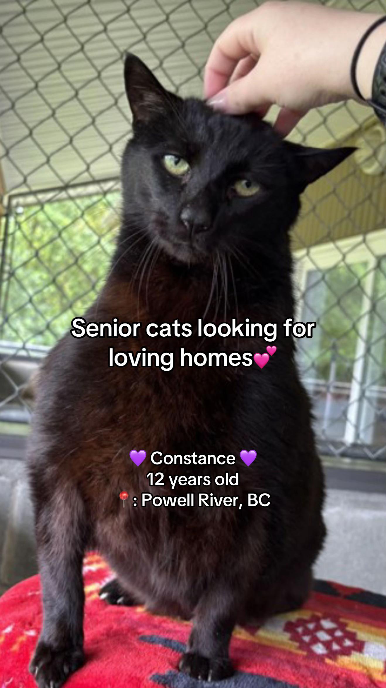 @BC SPCA