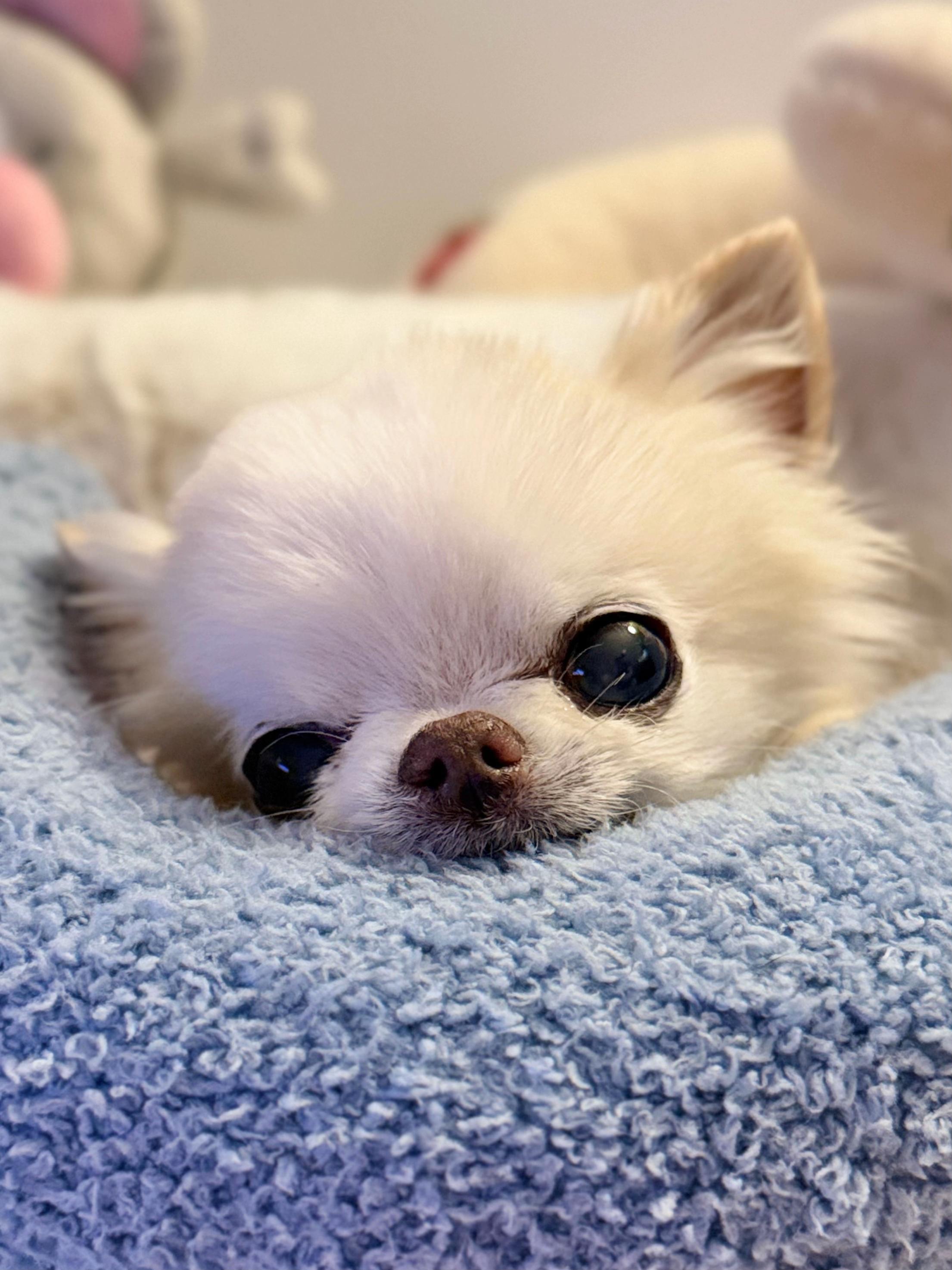 @Tiny Chihuahua Cedric & Maya