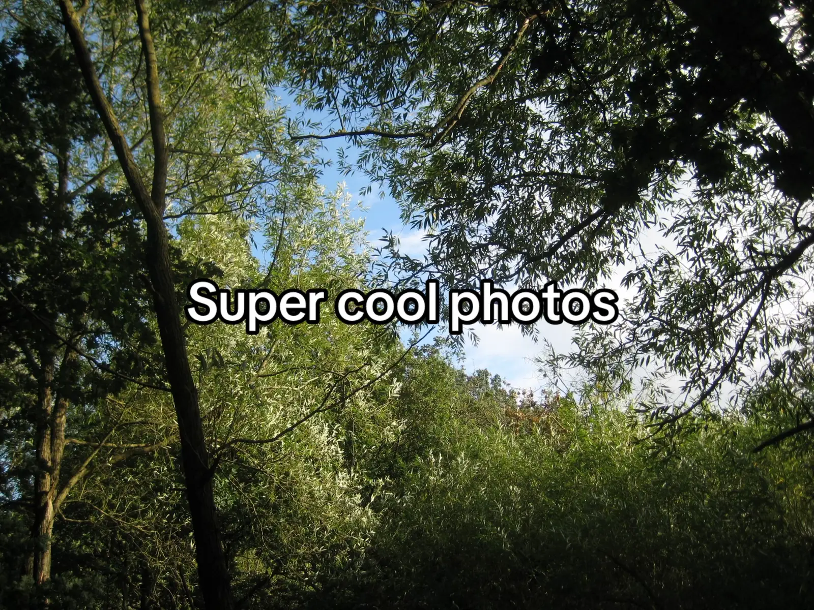 @vietnam.antlers