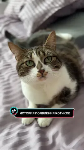 @Спасенные с улицы котики ❤️