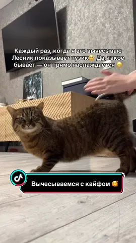@Спасенные с улицы котики ❤️
